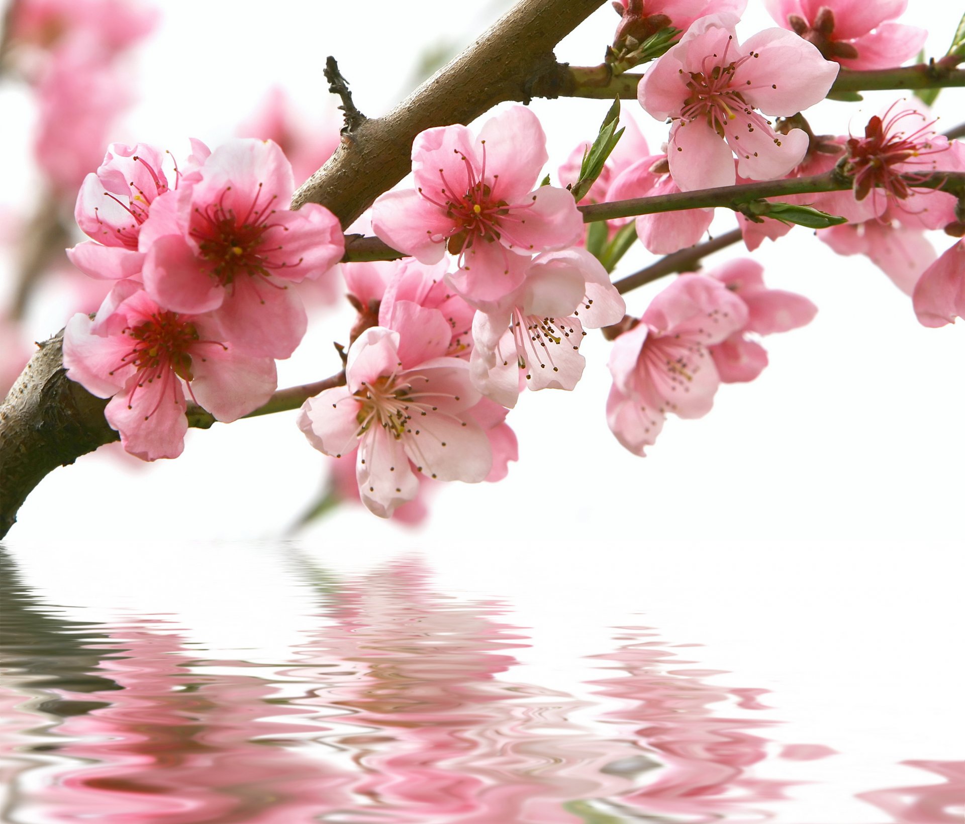 весна сакура ветка цветы розовые вода отражение
