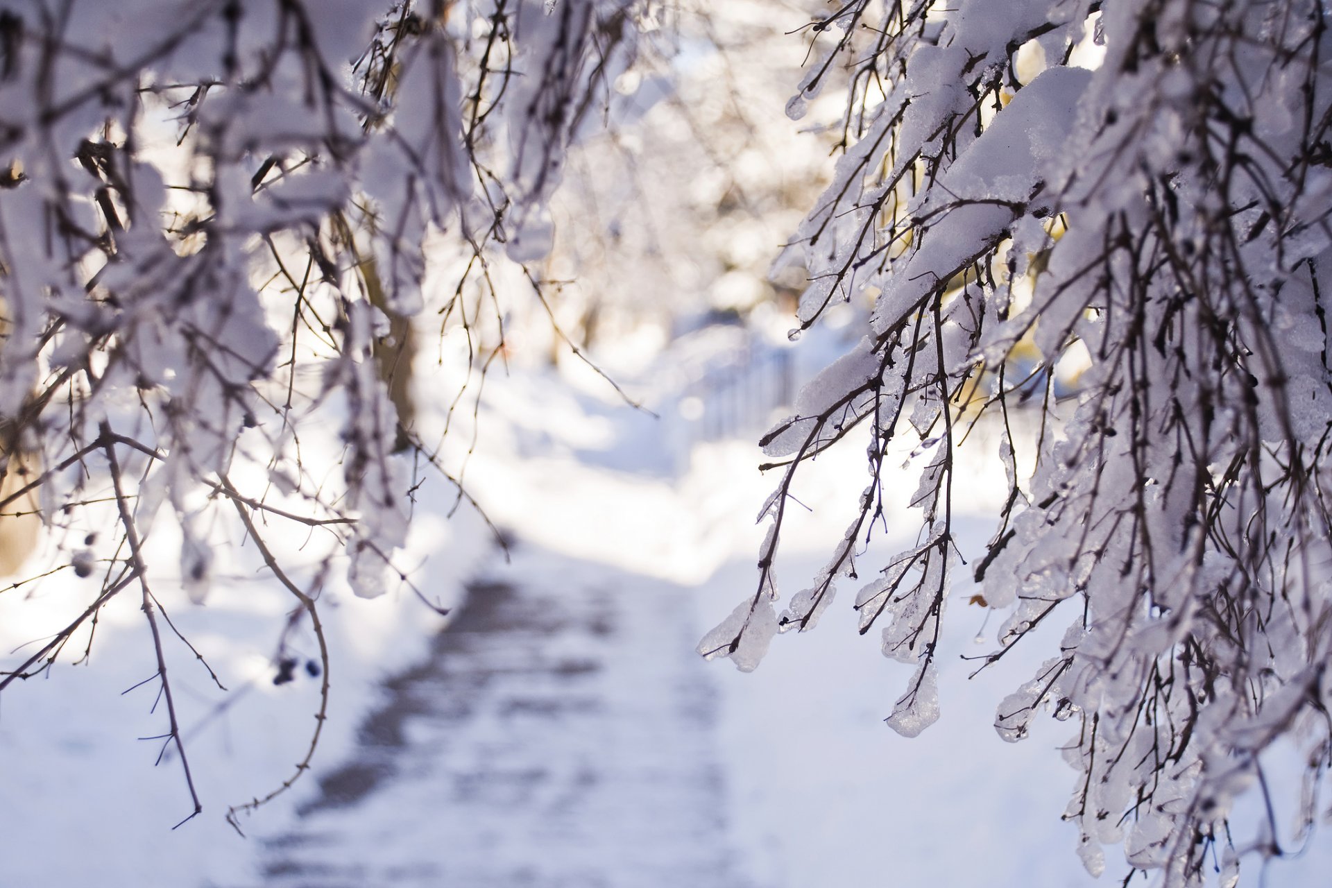 winter snow branches light