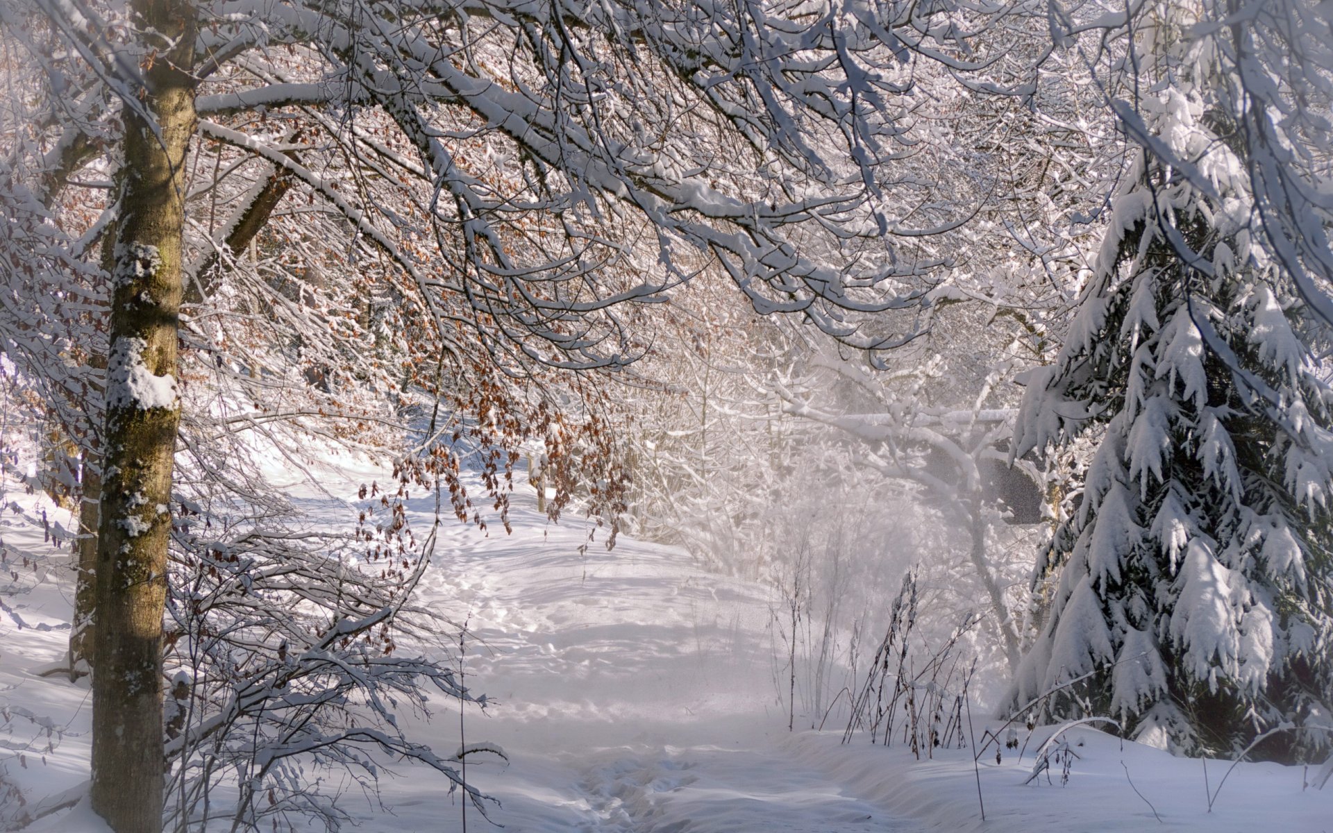 hiver forêt nature