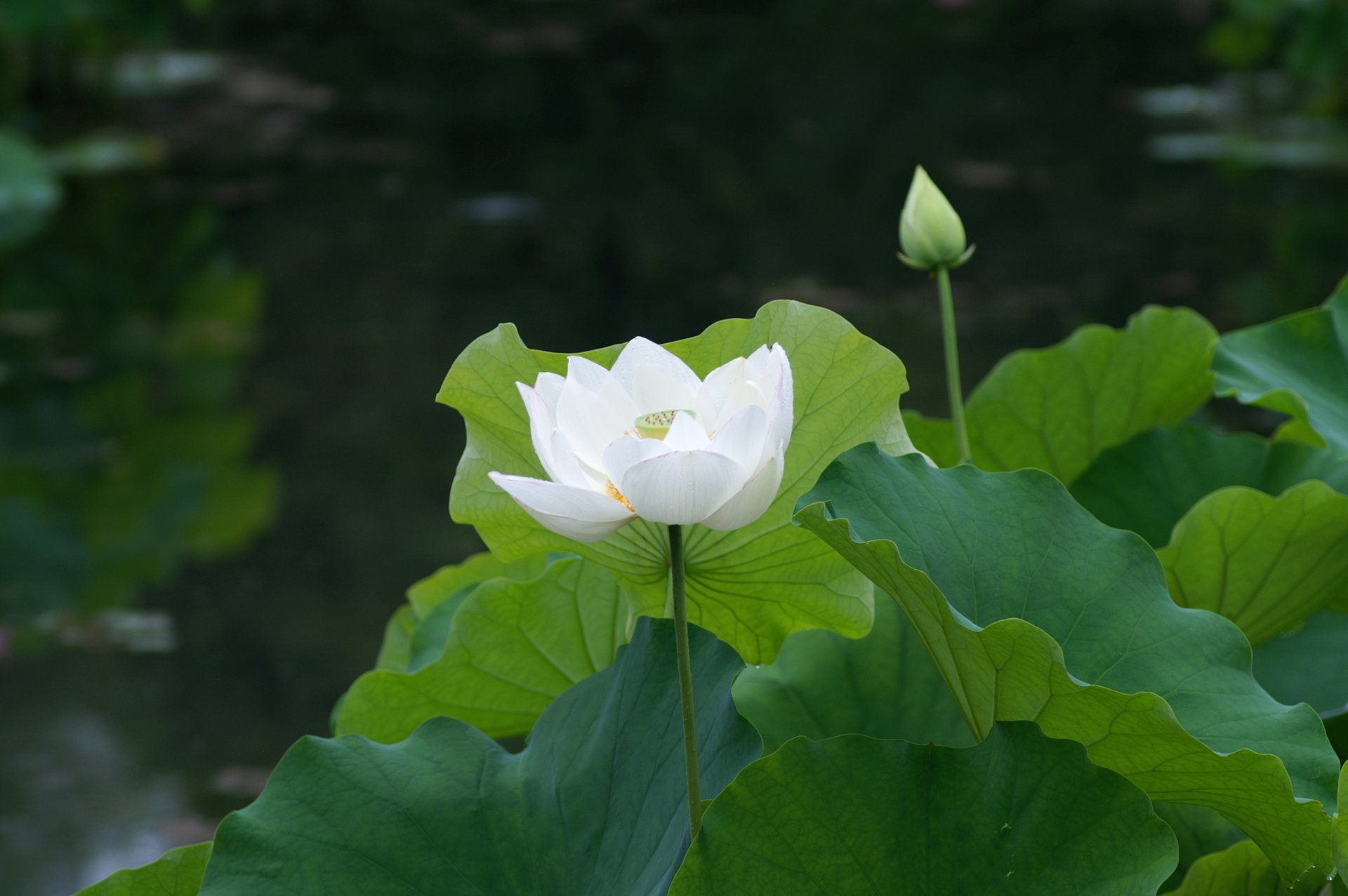 estanque loto blanco lirio de agua lirio de agua hojas