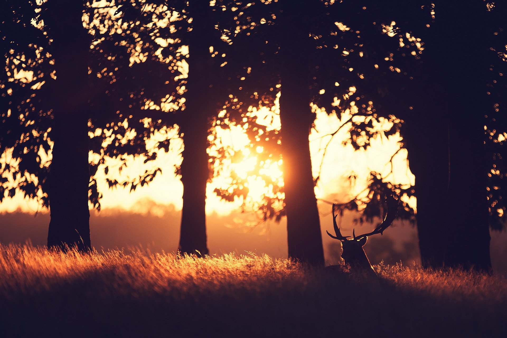 cerf matin forêt lumière paysage