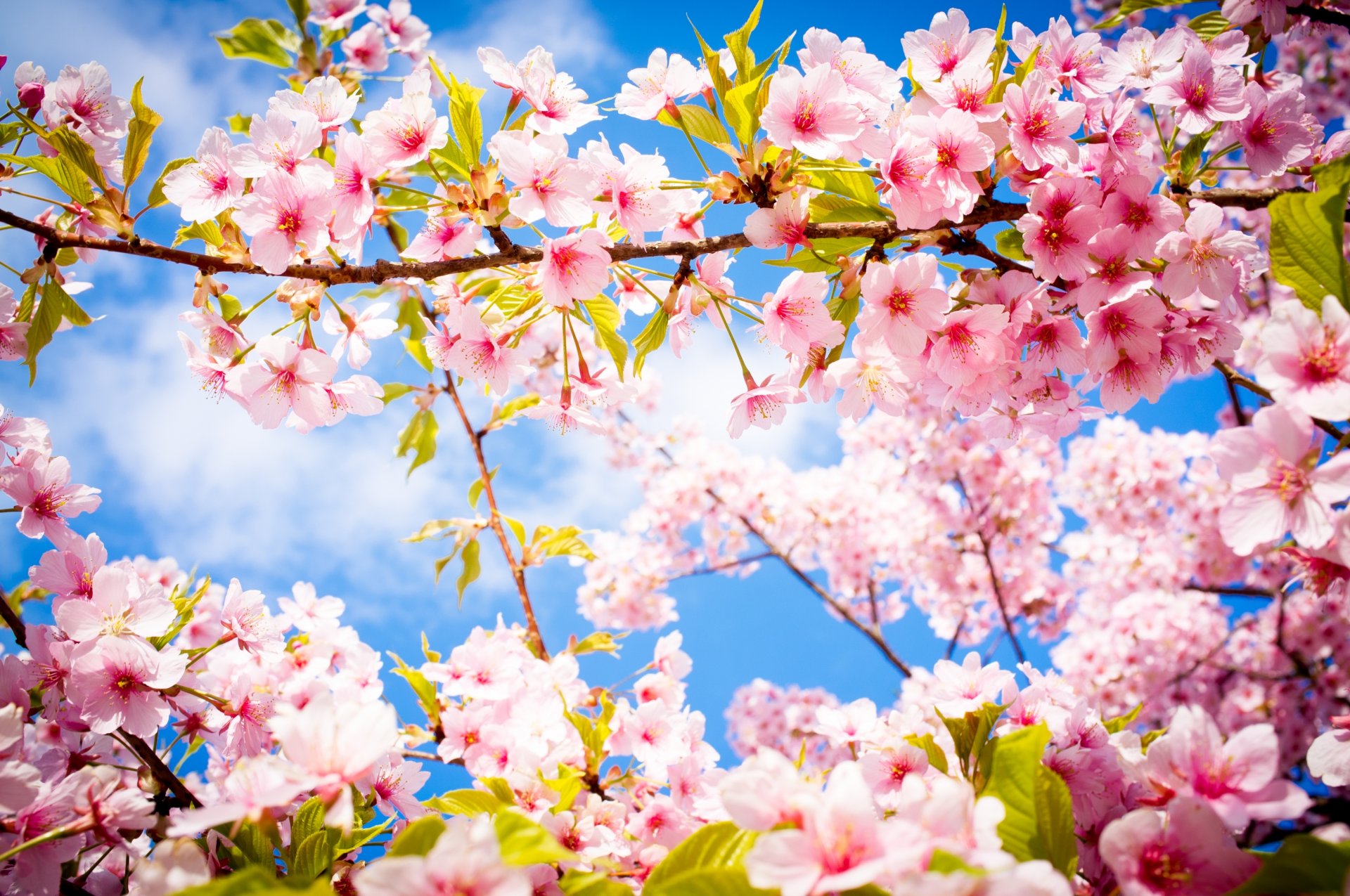 sakura blüte blumen zweig frühling