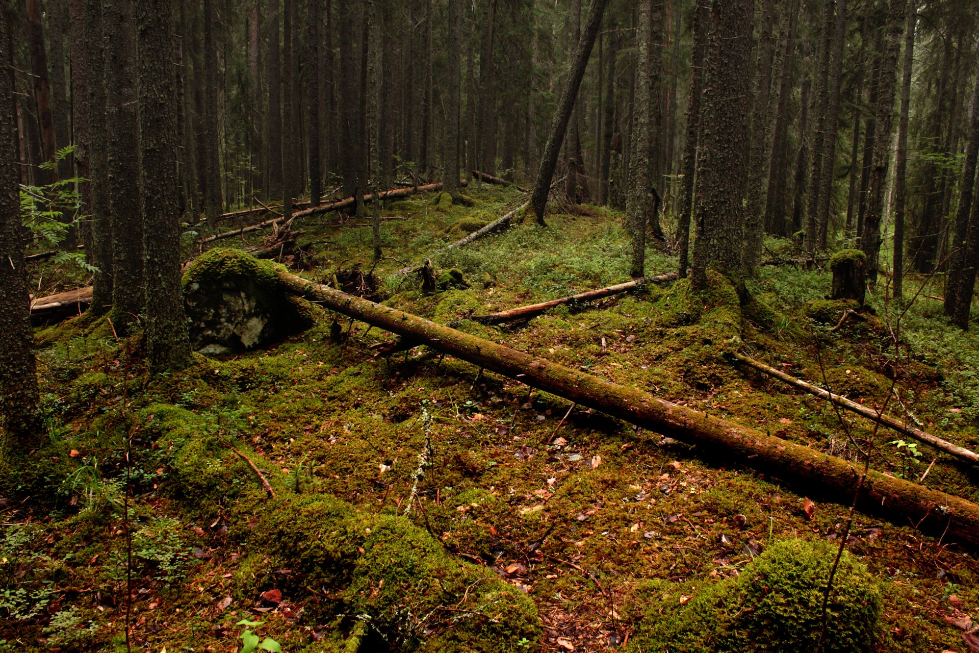 bosque hojas árboles musgo