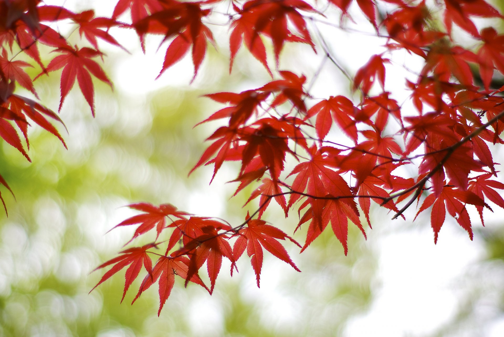 japan osaka tree branches maple red leaves blur bokeh reflection