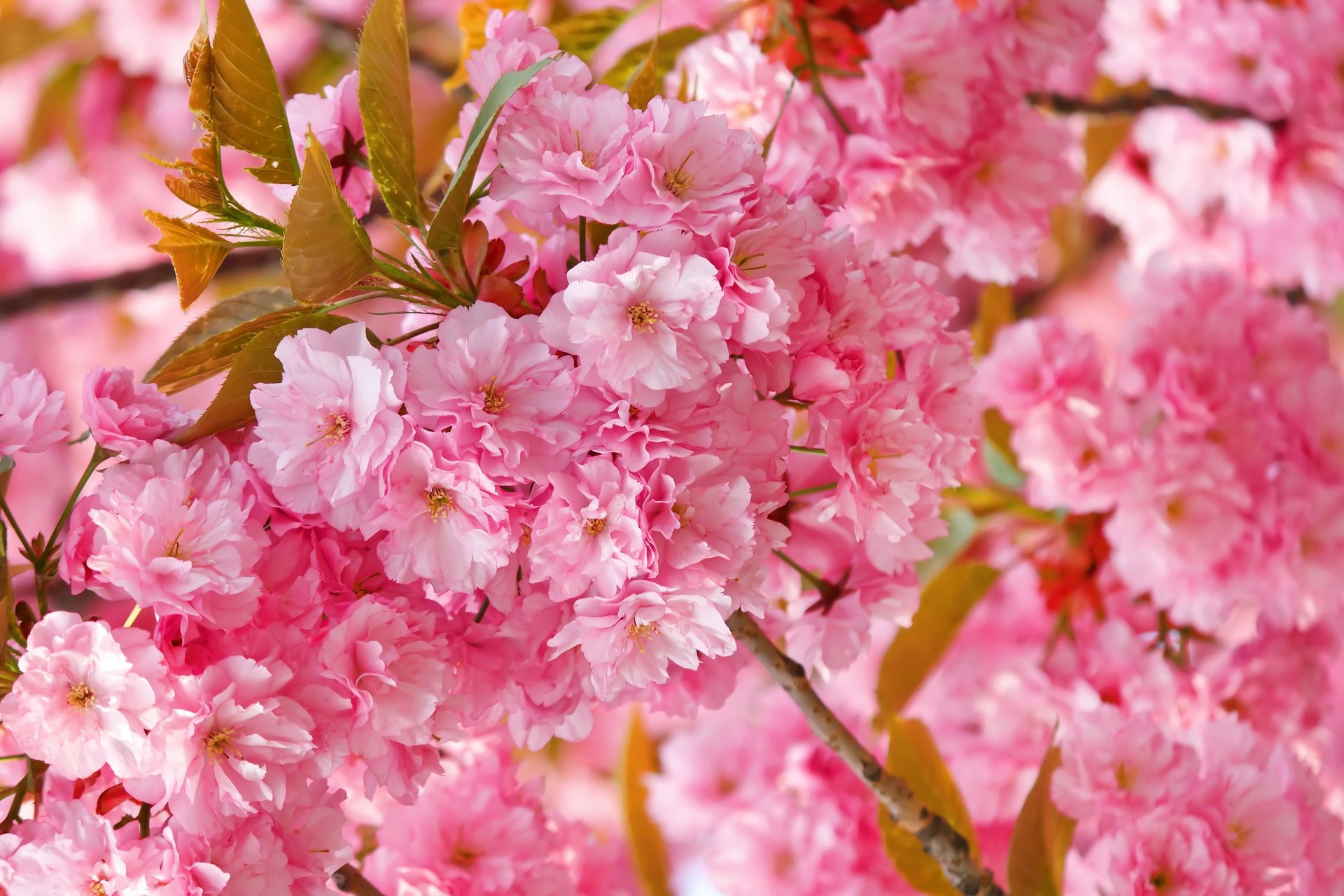 printemps fleurs rose sakura