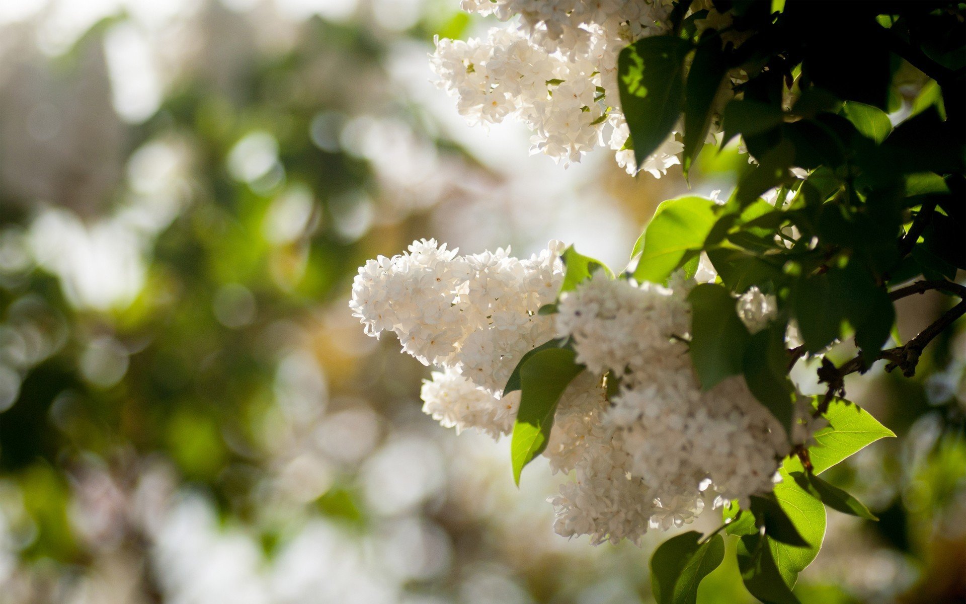 lilas blanc buisson soleil printemps