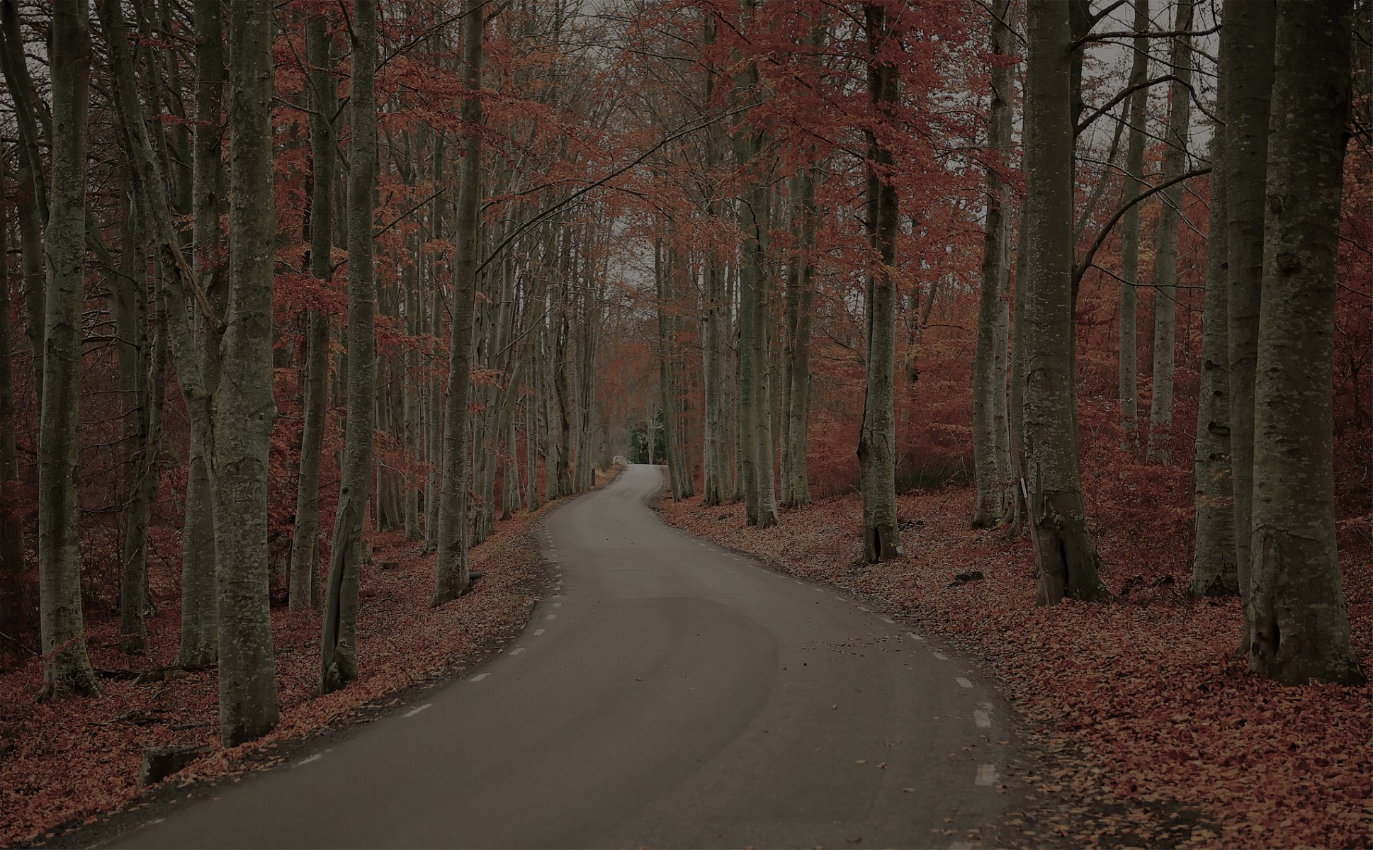 suecia naturaleza otoño bosque árboles camino follaje día sombrío robert gustavsson foto