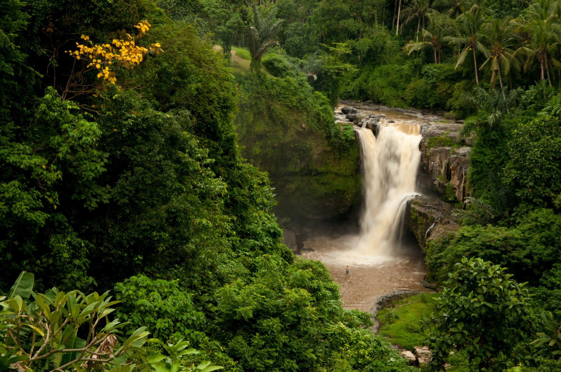 cascade de tegenungan bali indonésie indonésie cascade forêt palmiers rocher