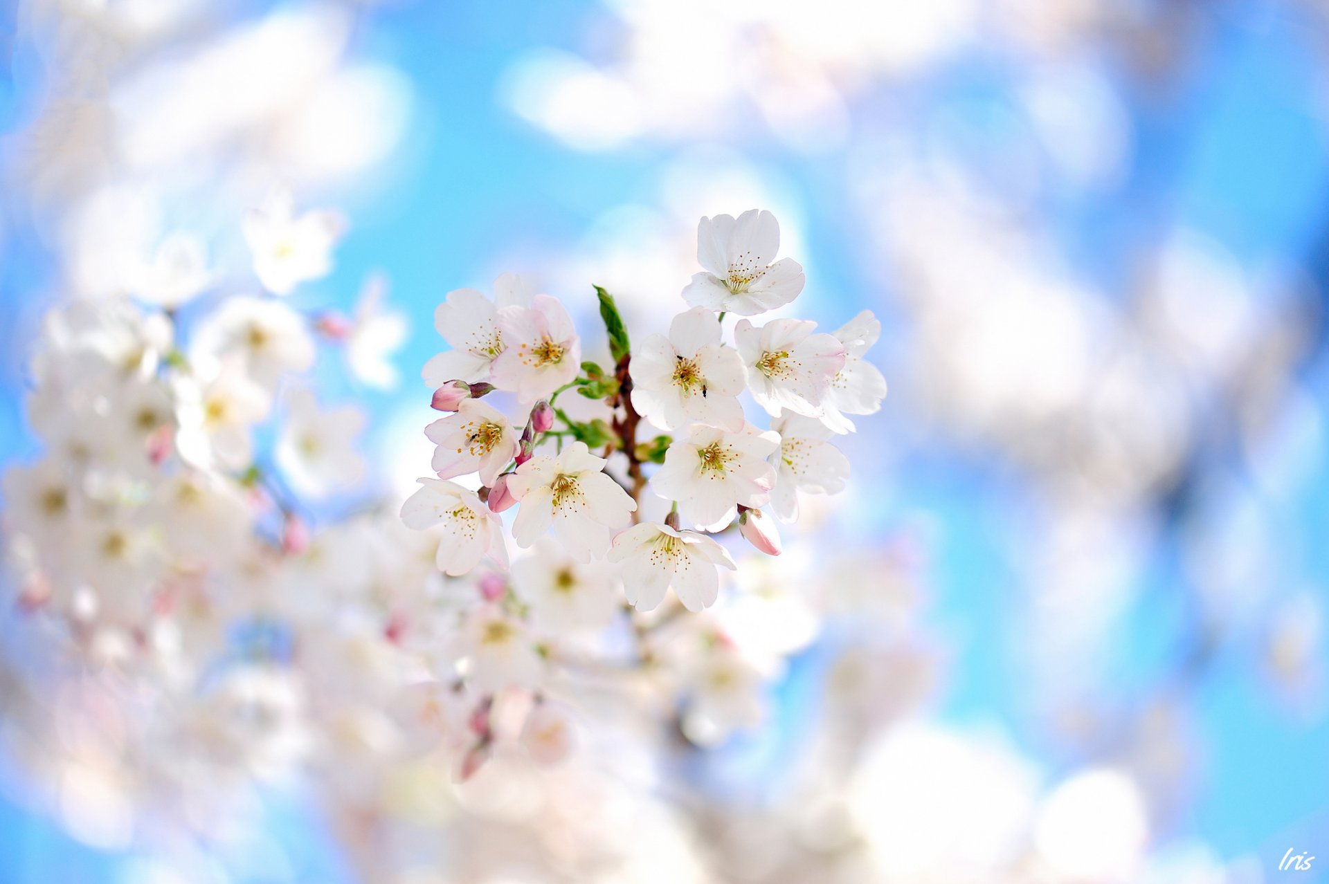 primavera árbol floración flores frutal rama enfoque