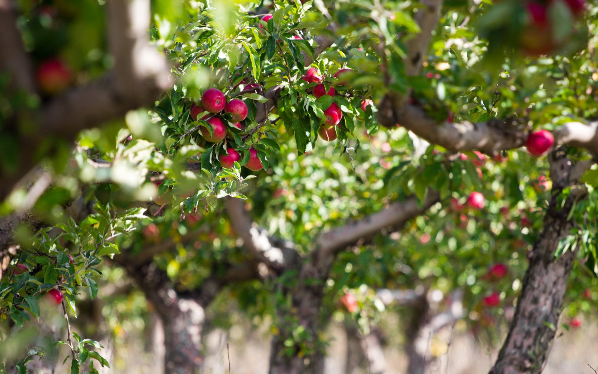 pommier pommes nature