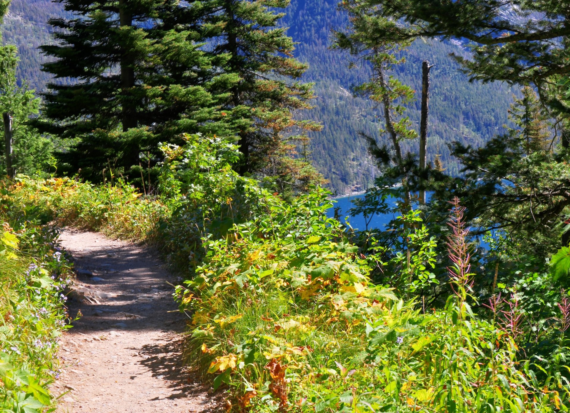 mountain lake forest trail nature