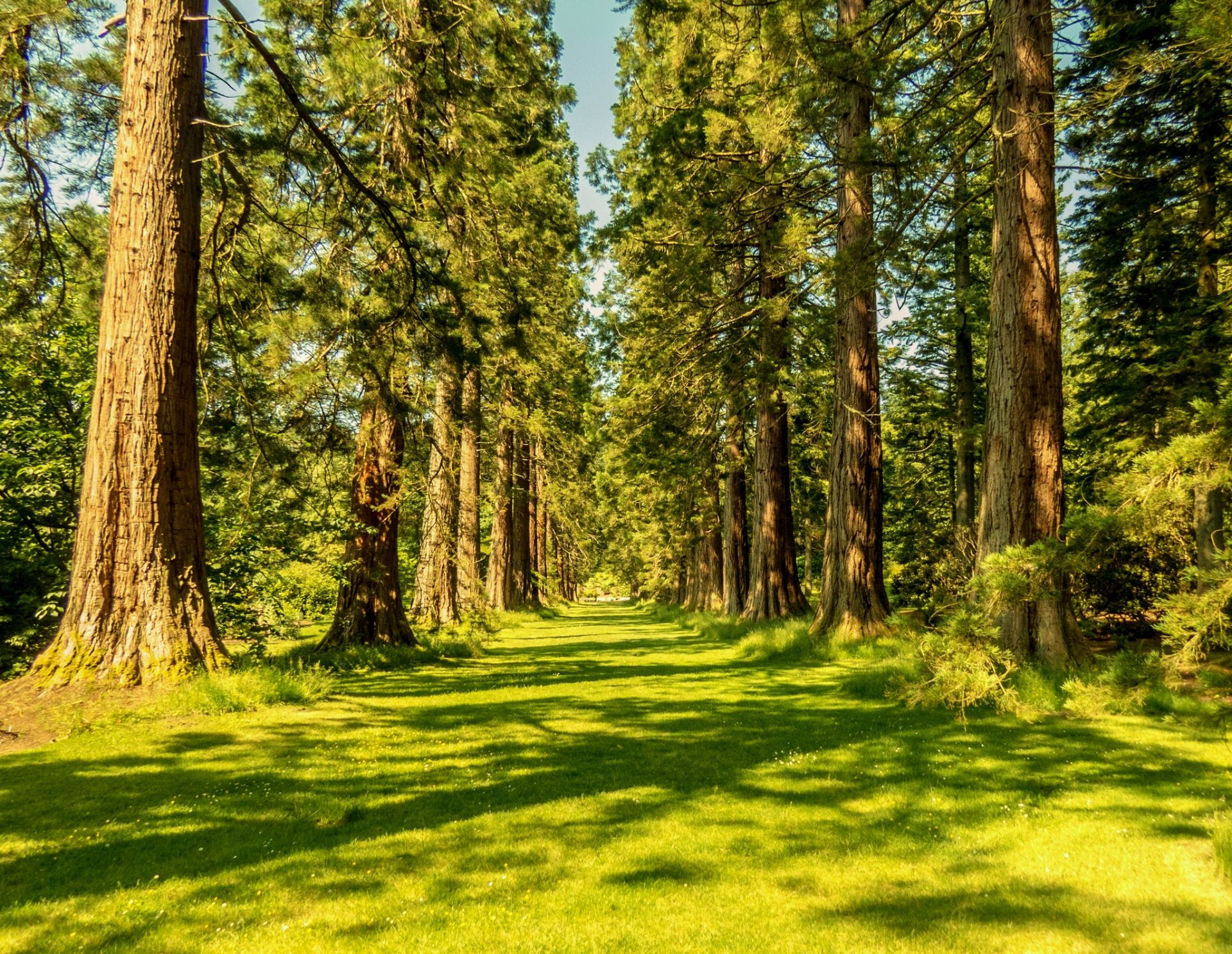 nature forêt été arbres