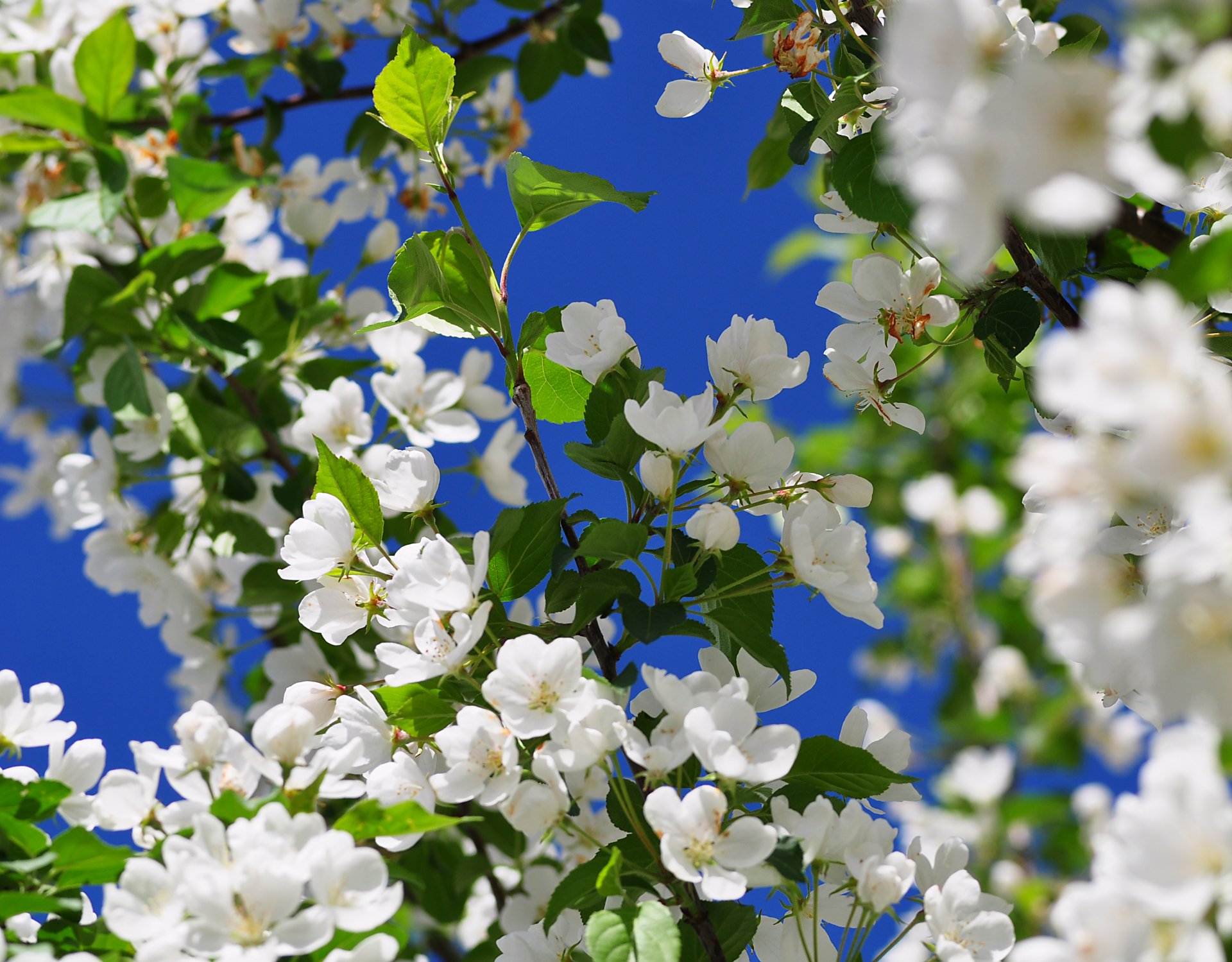 arbre floraison fleurs fruité printemps