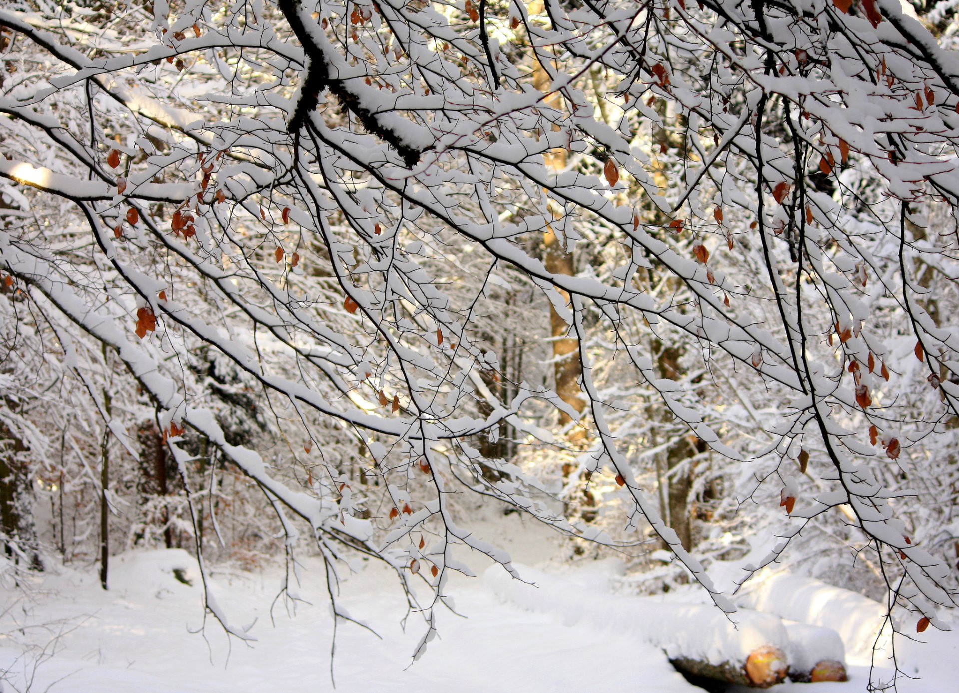 tree branches leaves snow winter forest nature