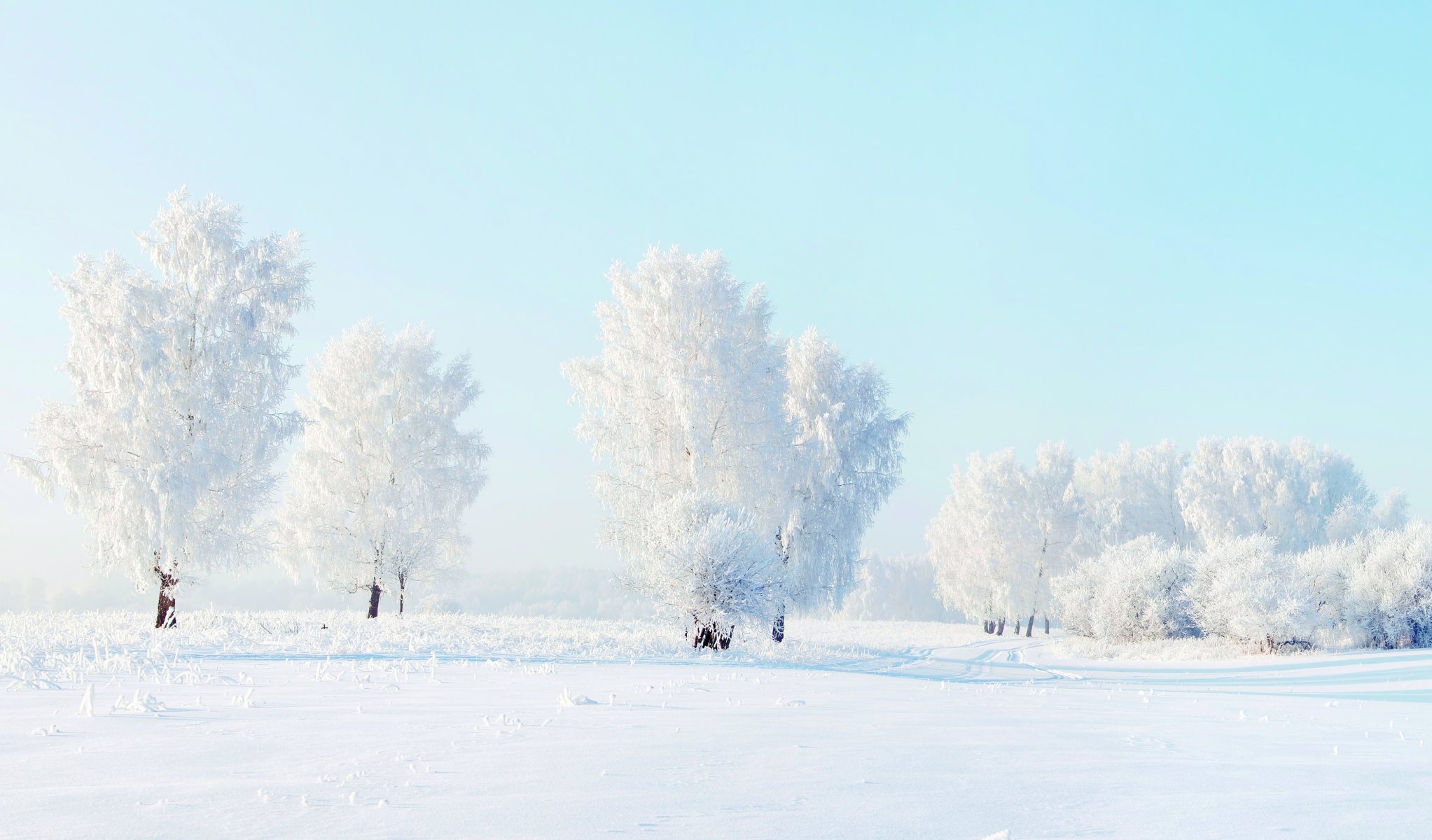 tree frost winter snow