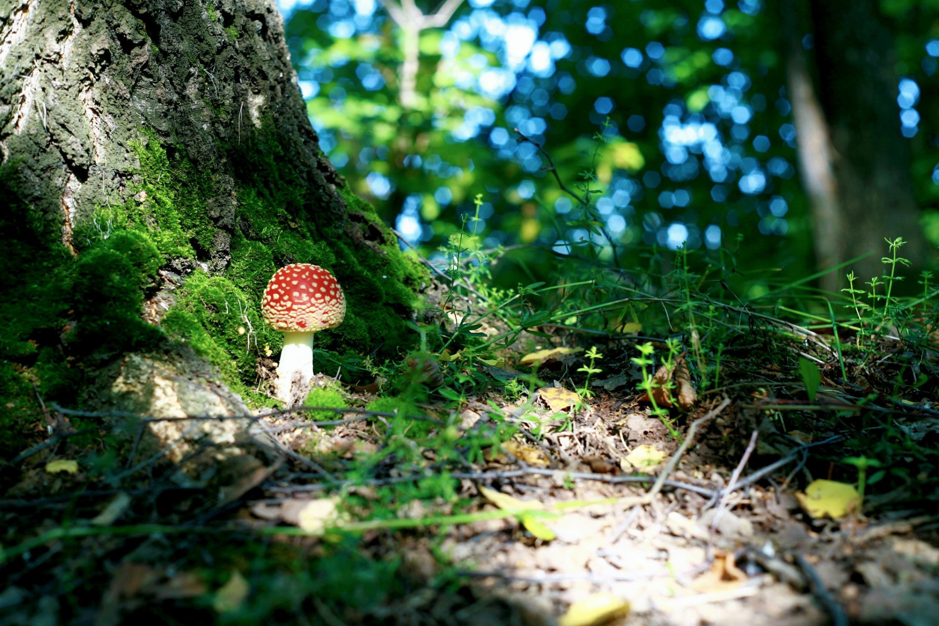 wald baum laub grün moos pilz amanita makro