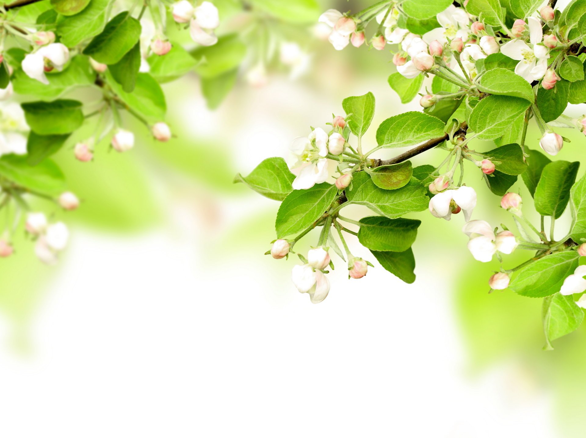 frühling zweige blätter blumen apfelbaum