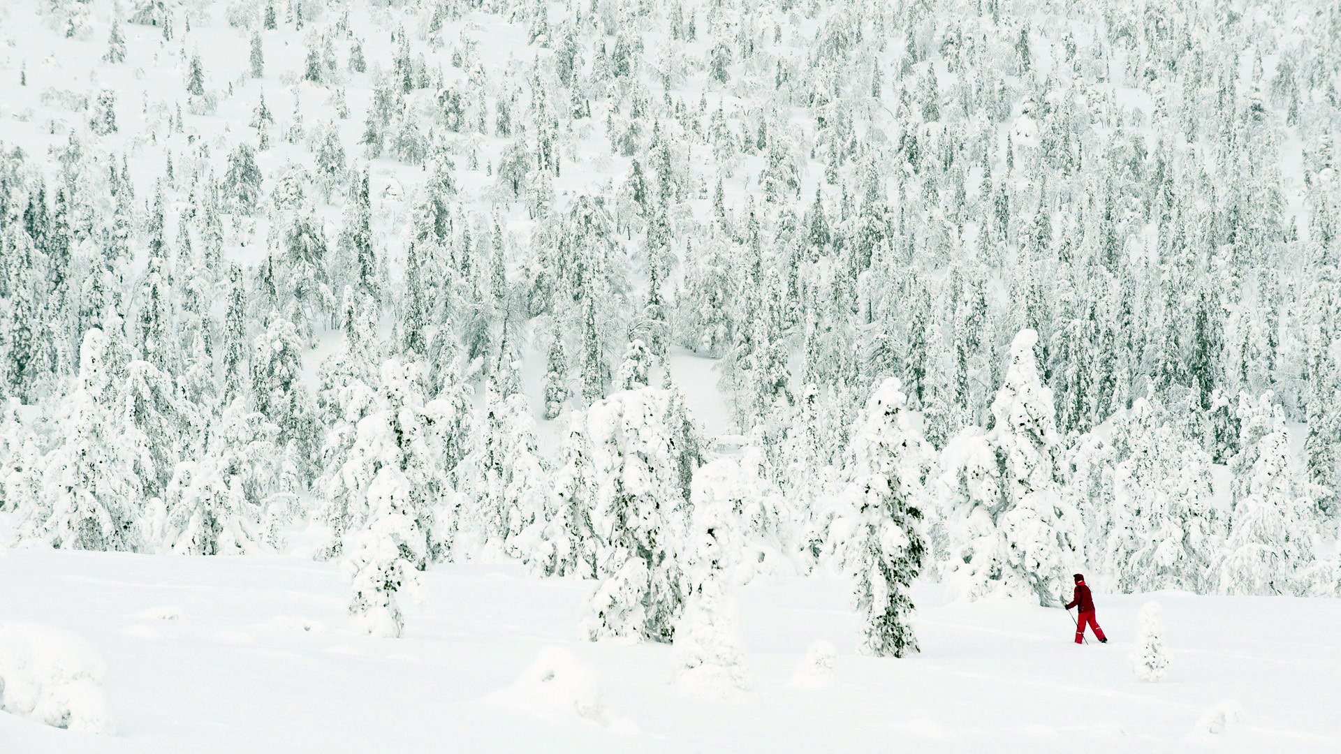 nieve invierno bosque árboles agujas de pino esquiador palos esquís blanco cosido rojo traje