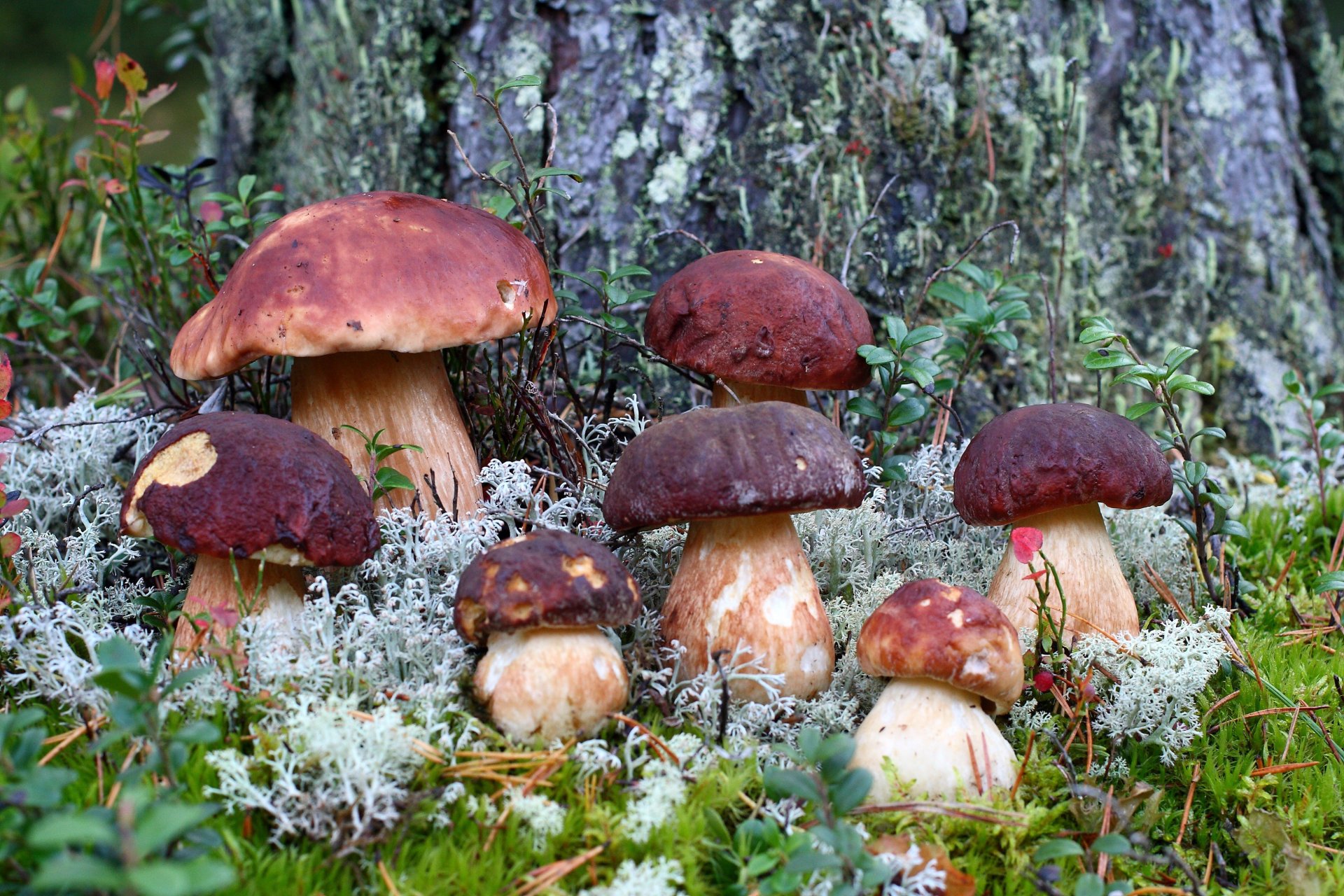 forest mushrooms autumn moss grass close up