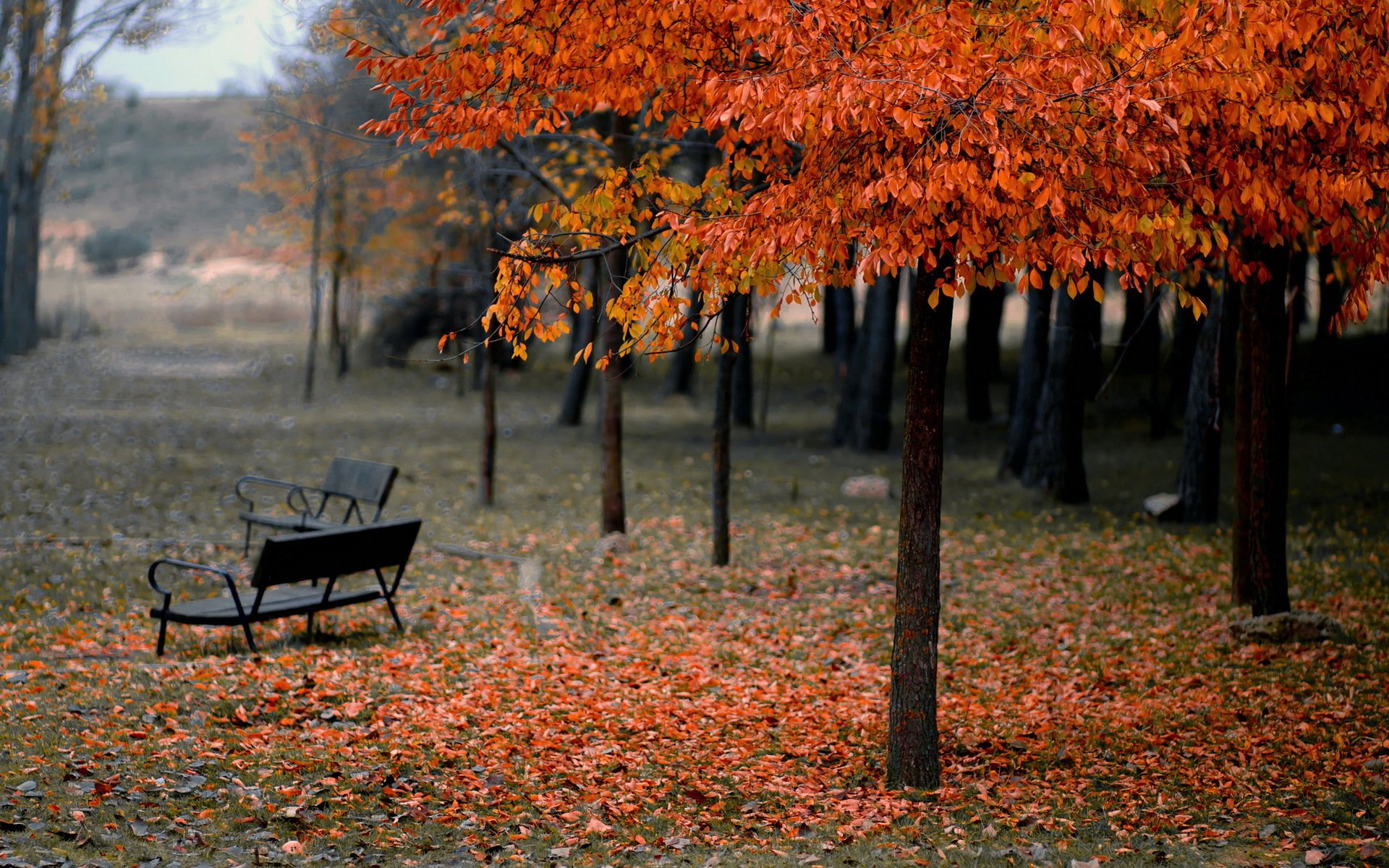 parque banco otoño