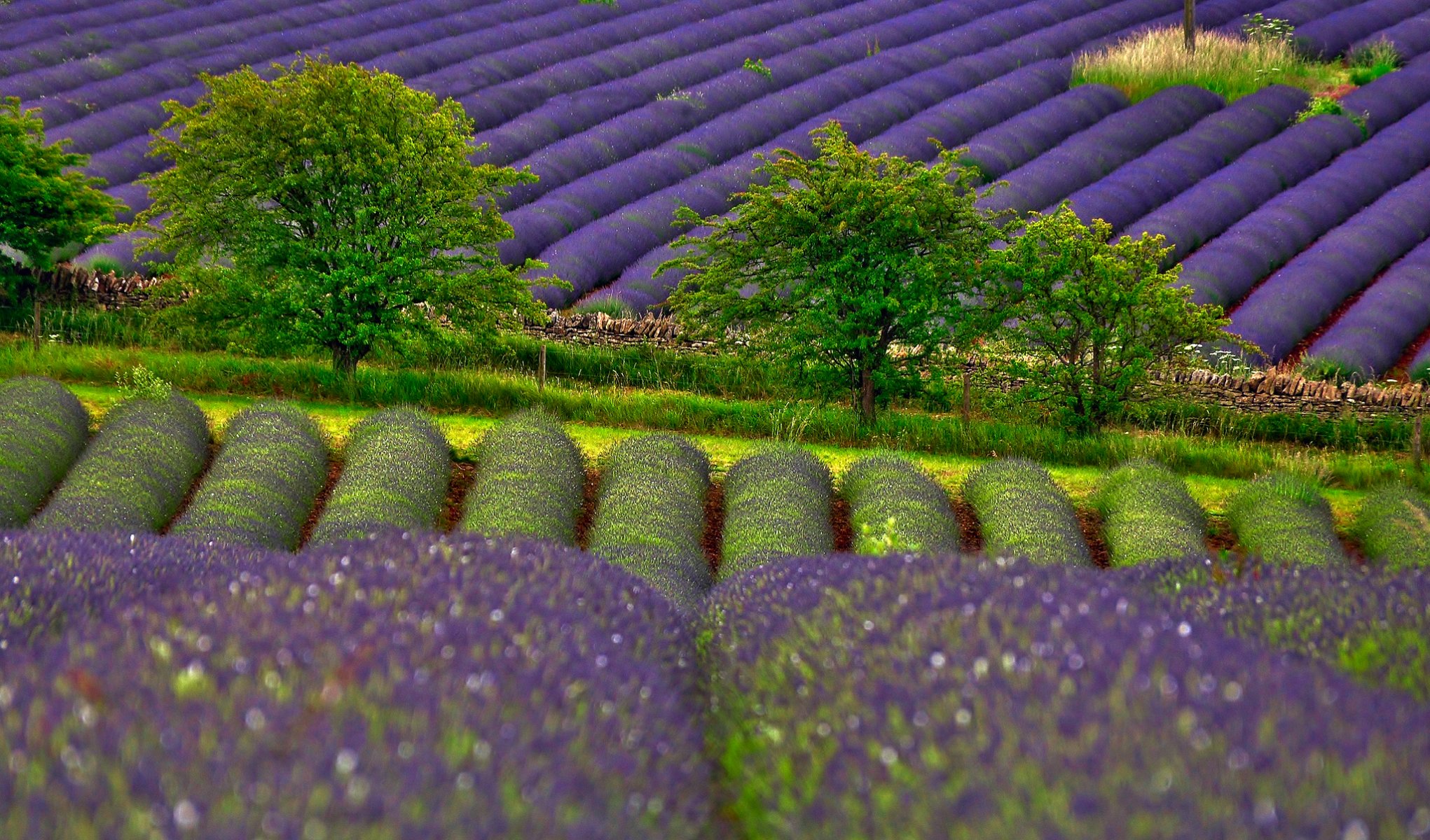 naturaleza campos lavanda árboles