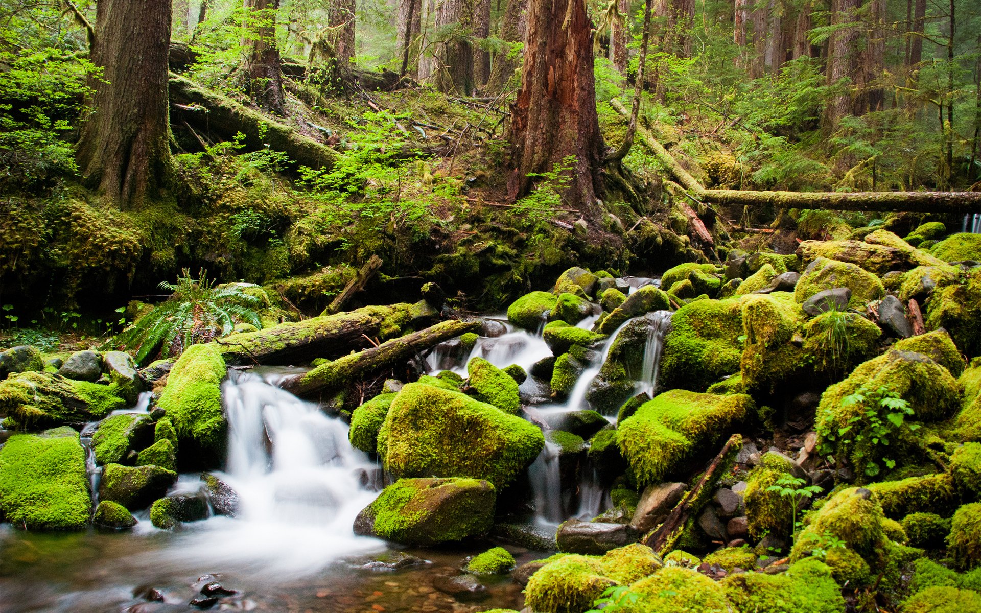 forest river creek stones moss tree thicket