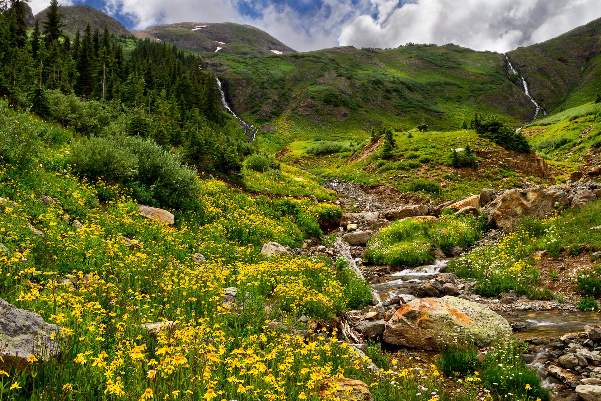 mountain tree forest creek stones grass field flower nature