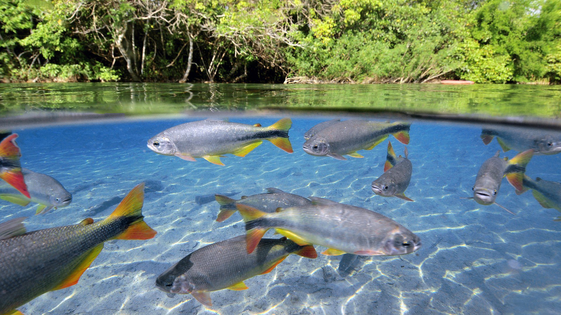 agua ondas bandada peces porro cola aletas superficie bosque vegetación trópicos