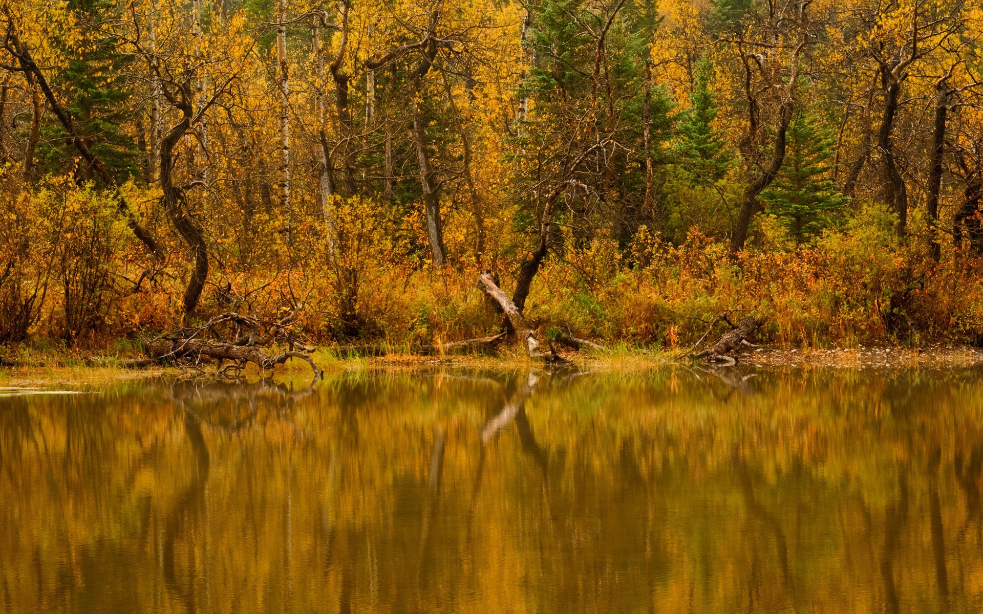 natura rzeka drzewa las woda jesień