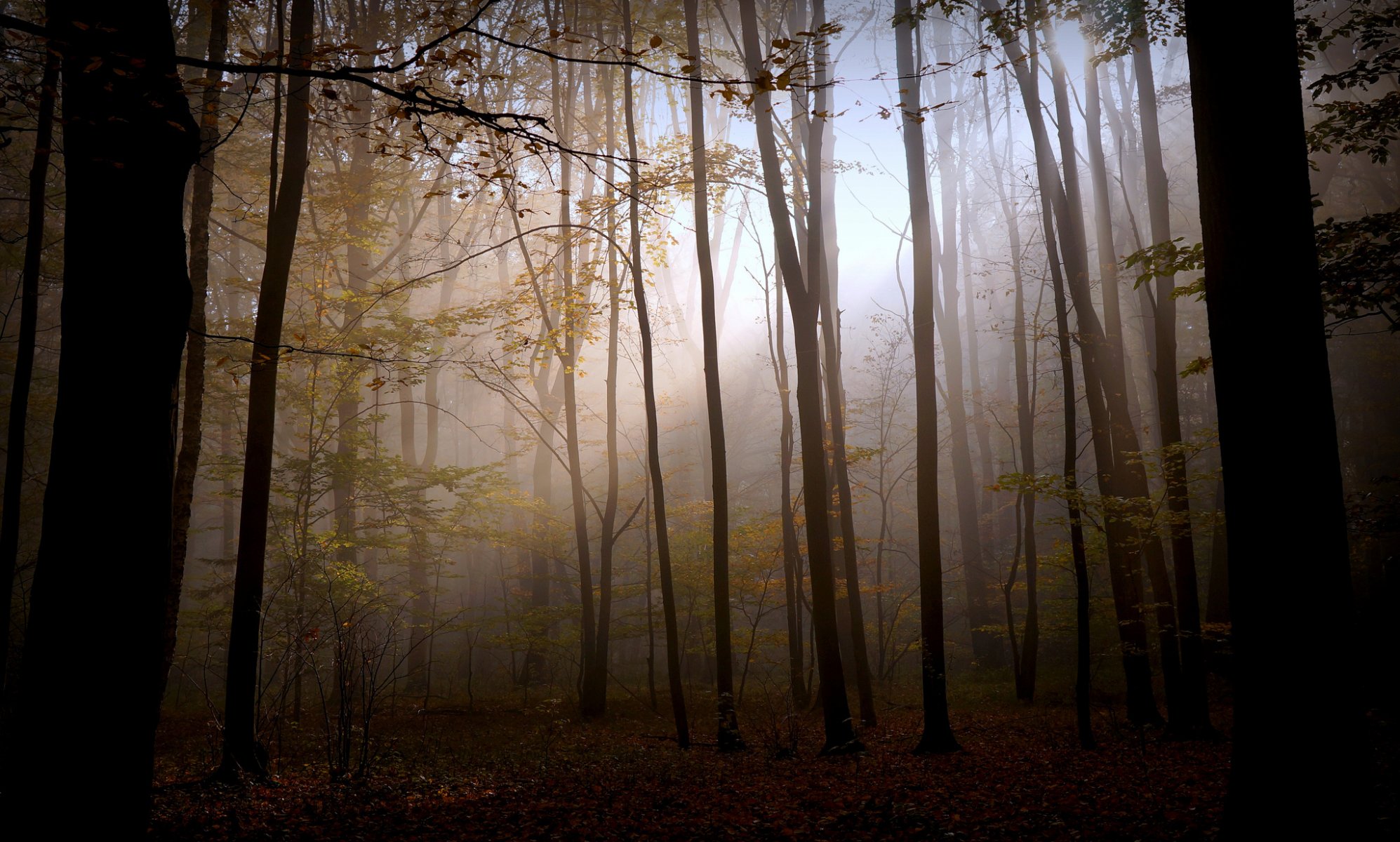 natura las mrok światło jesień