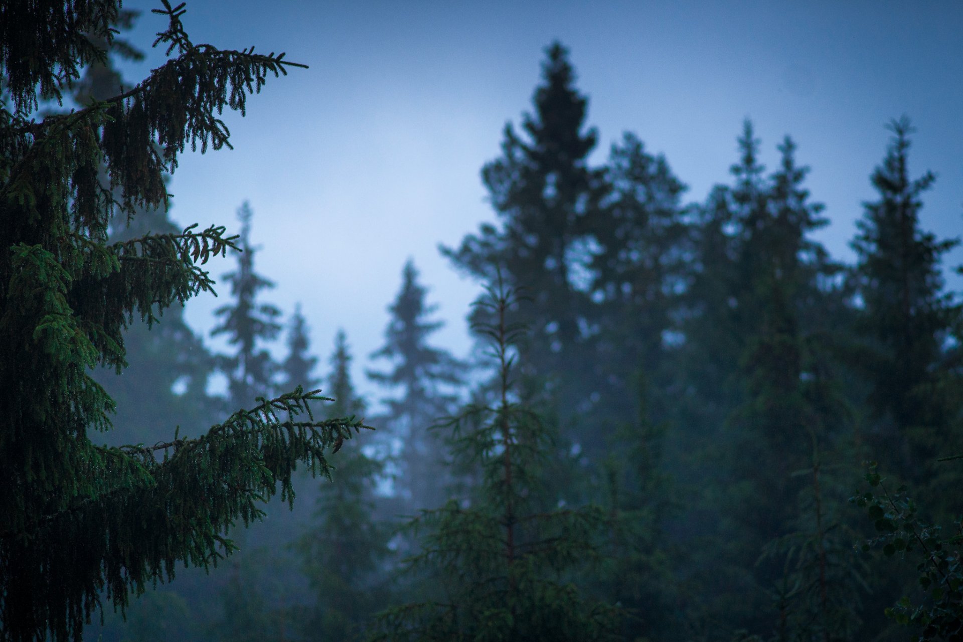 finlandia natura foresta dopo pioggia estate jaakko paarvala foto