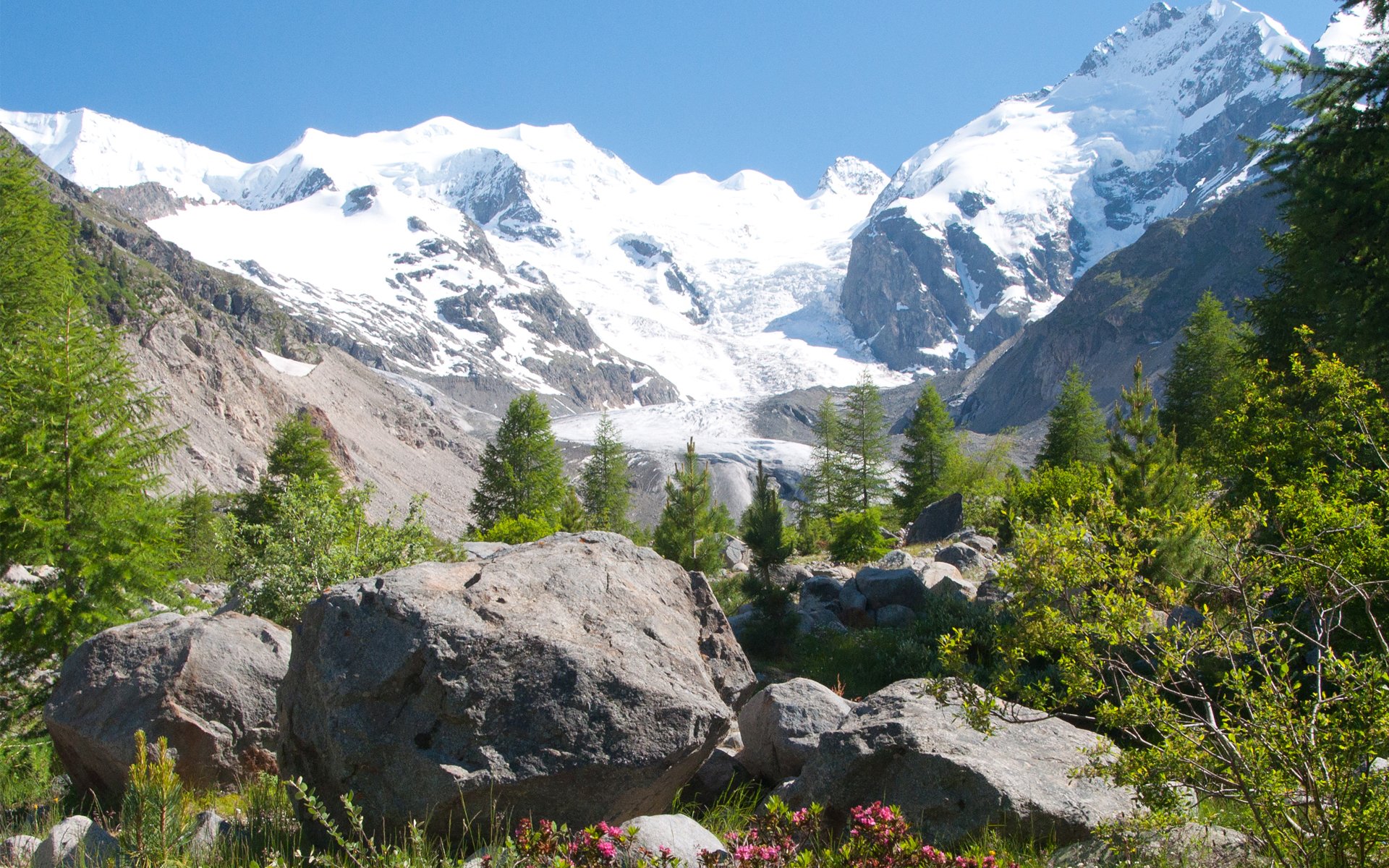 montañas picos nieve piedras hierba flores