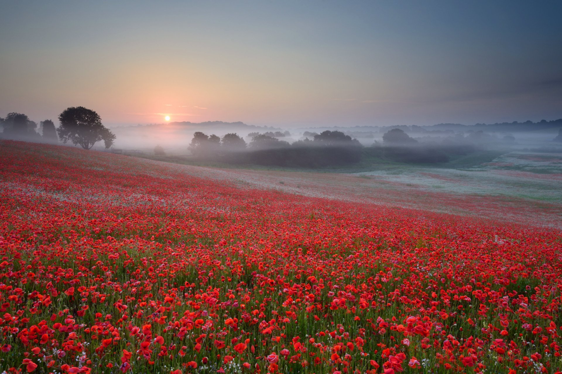 champ coquelicots rouges fleurs arbres brouillard brume soir soleil coucher de soleil ciel sans nuages