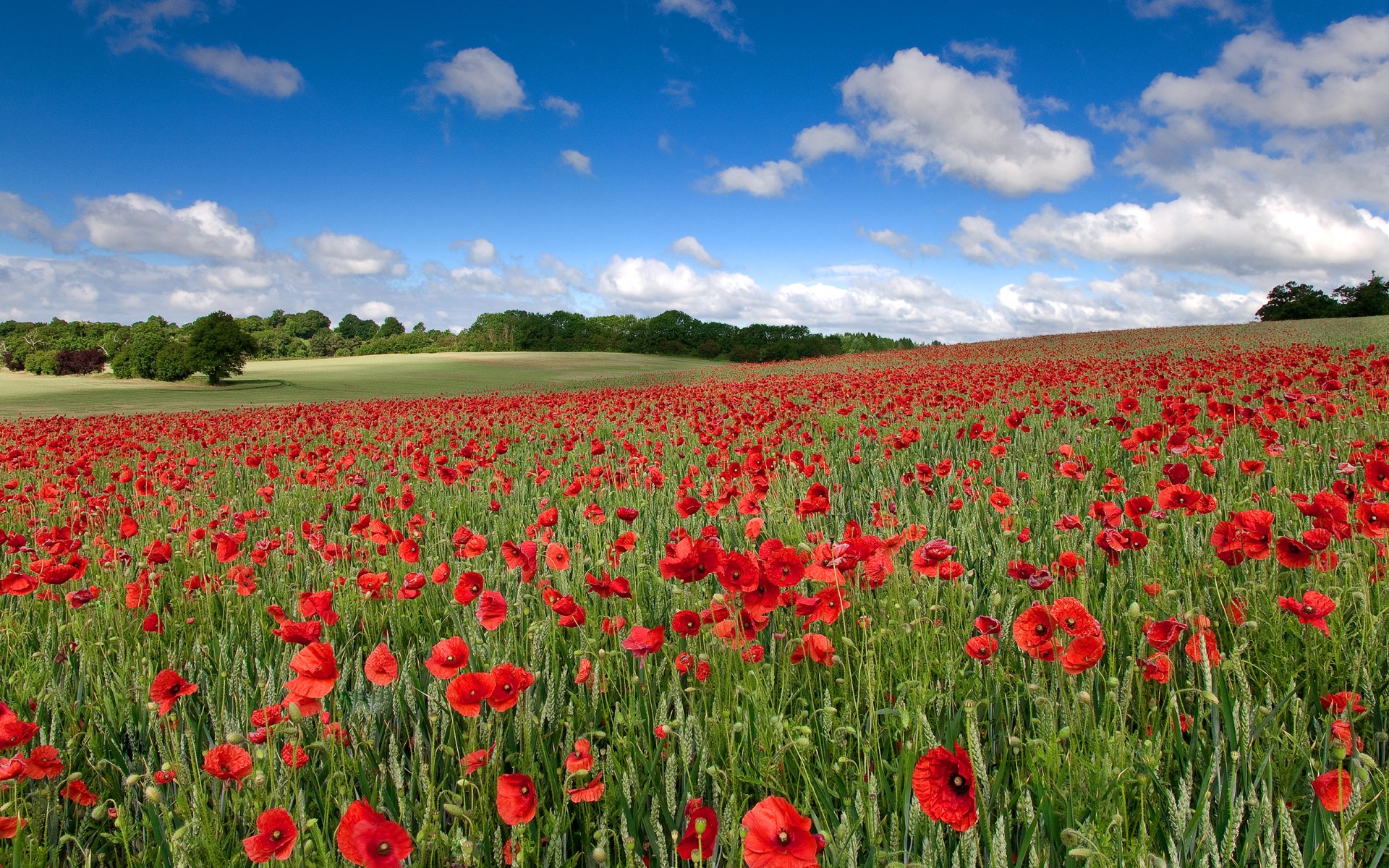 nature ciel nuages paysage fleurs coquelicots champ