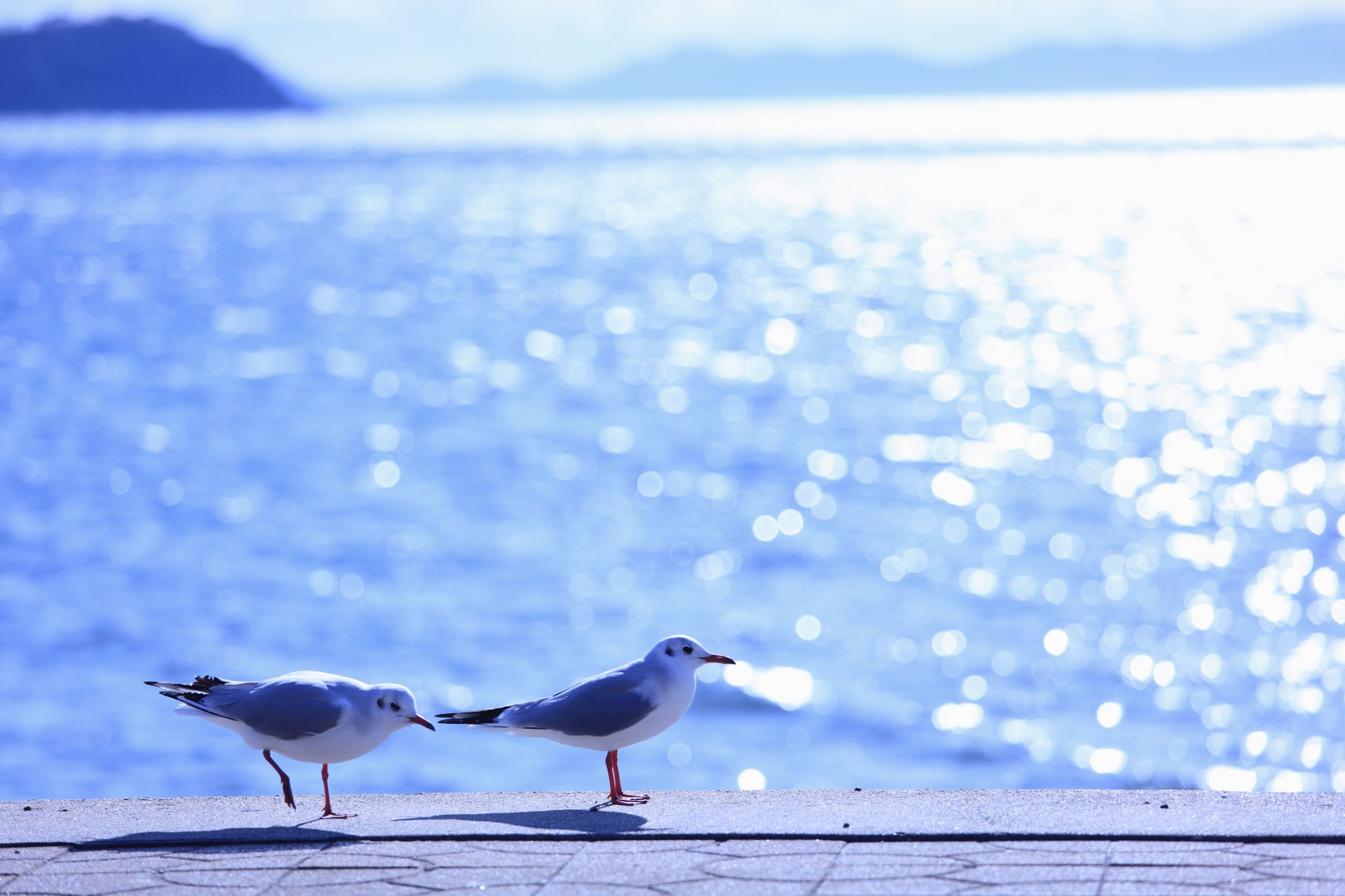 mouettes oiseaux mer eau vagues éblouissement lumière soleil été éclat chaleur