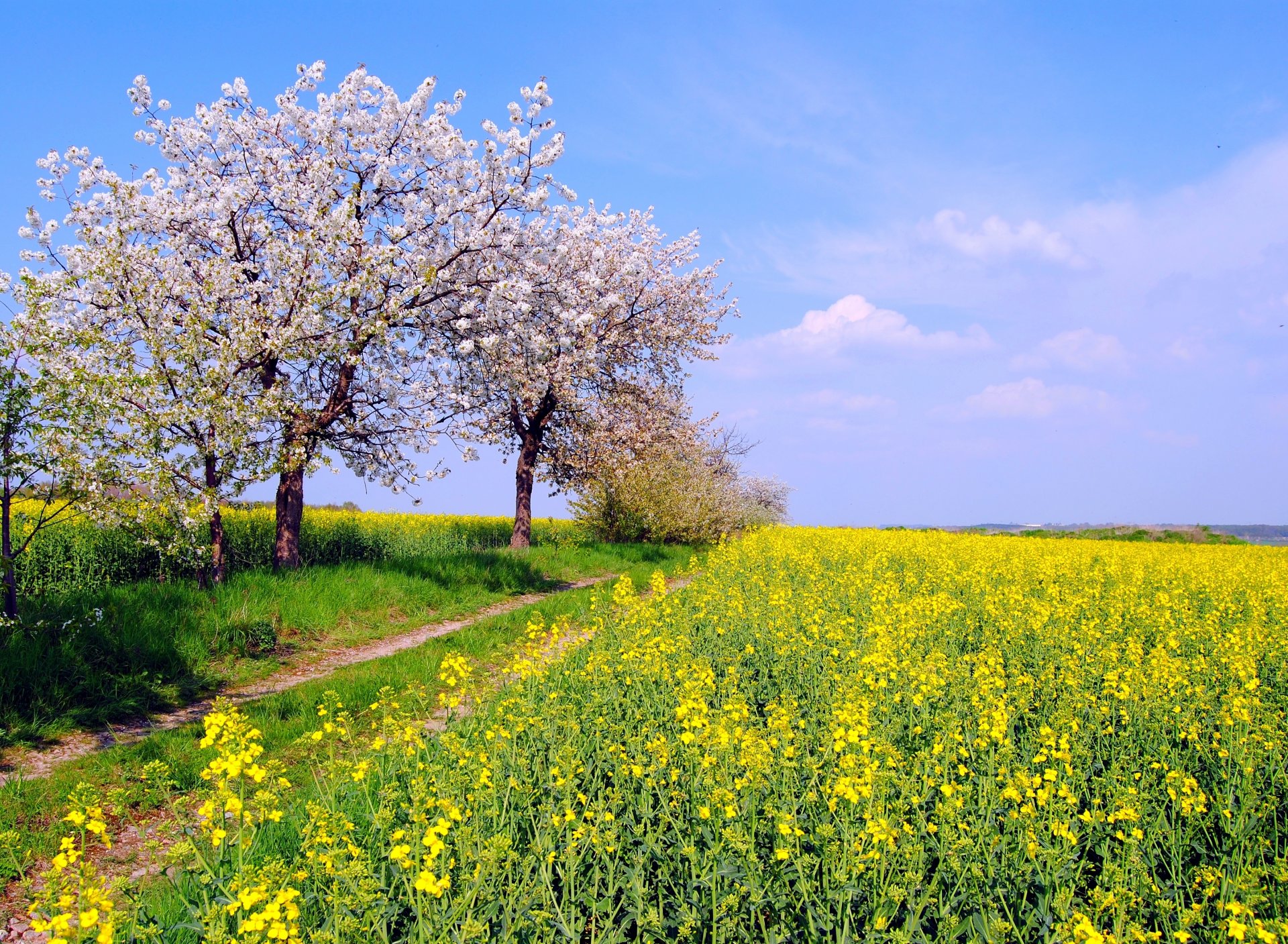 nature germany spring may the field rapeseed tree flowers sky by hans vaupel