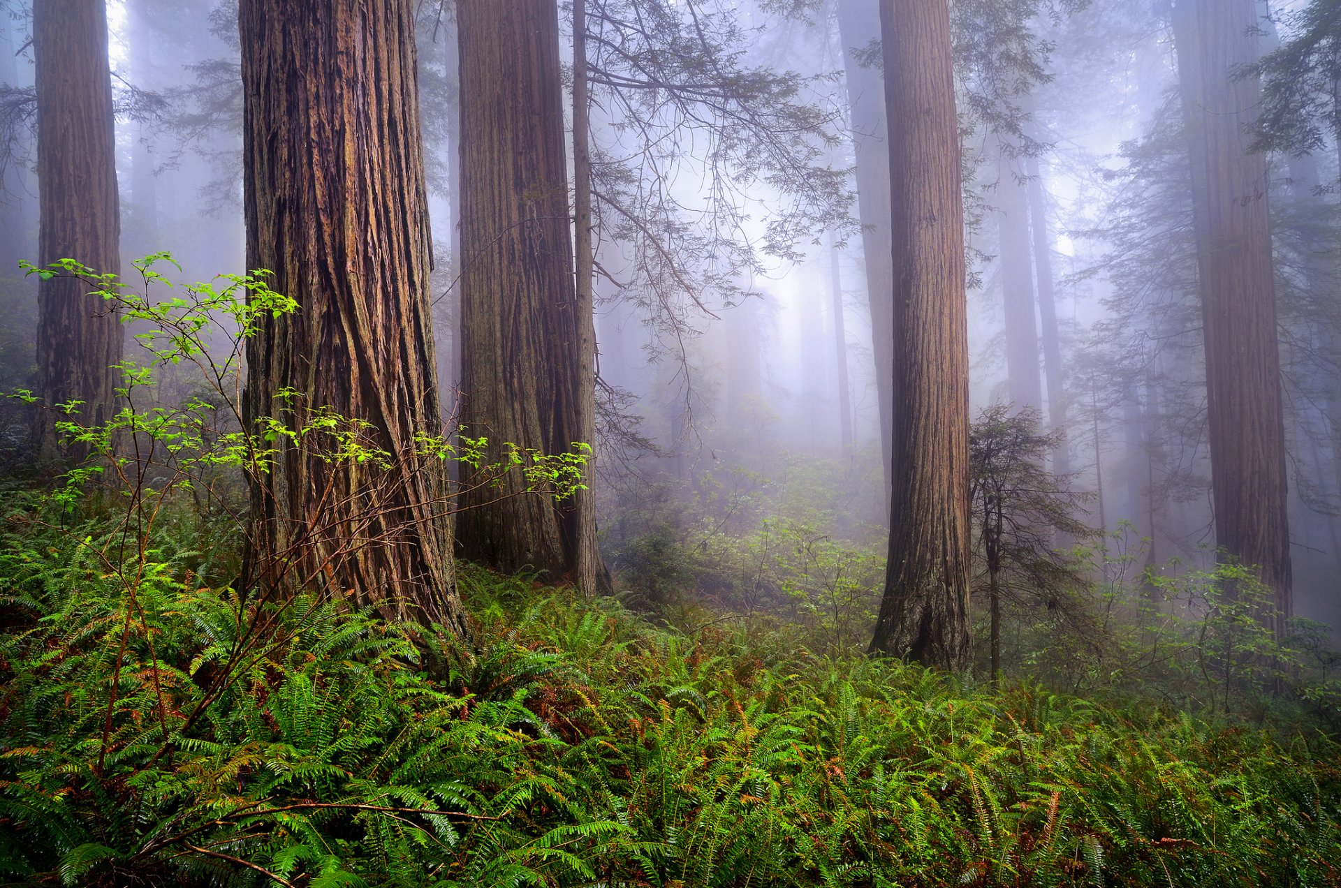 natura stati uniti california sequoie mattina foresta nebbia primavera rob mclean