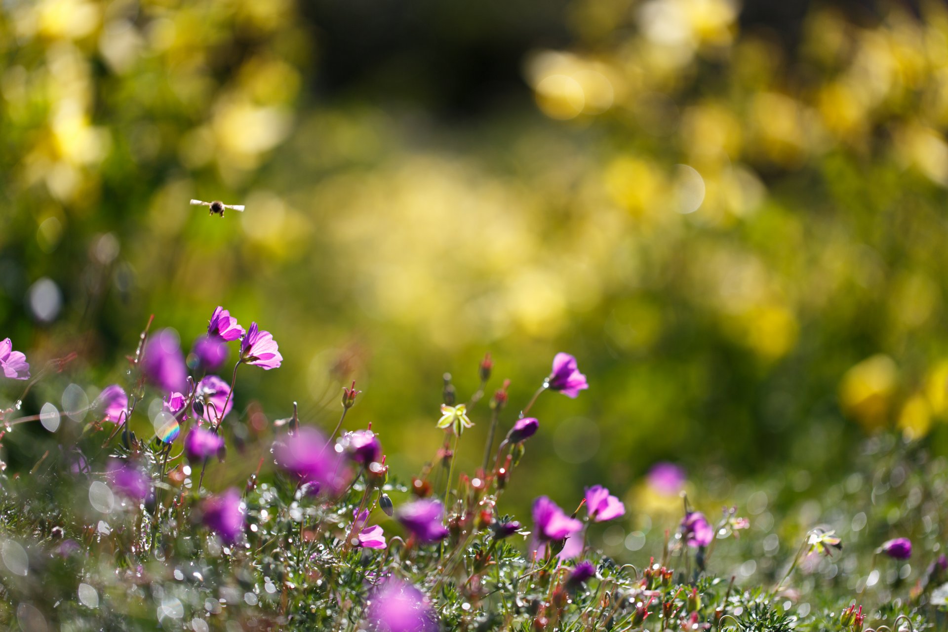 natura kwiaty trzmiel lato trawa