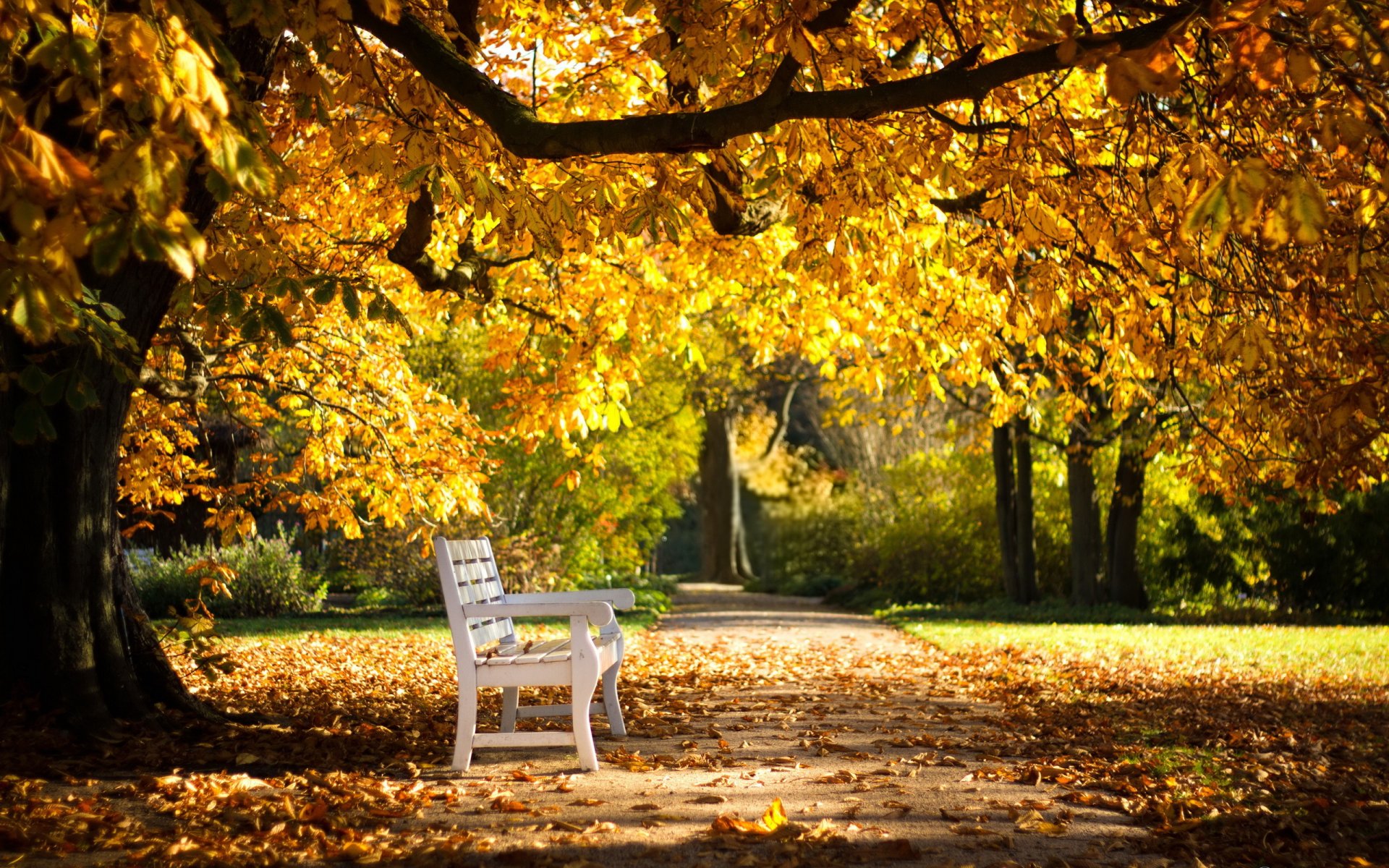 park bench autumn