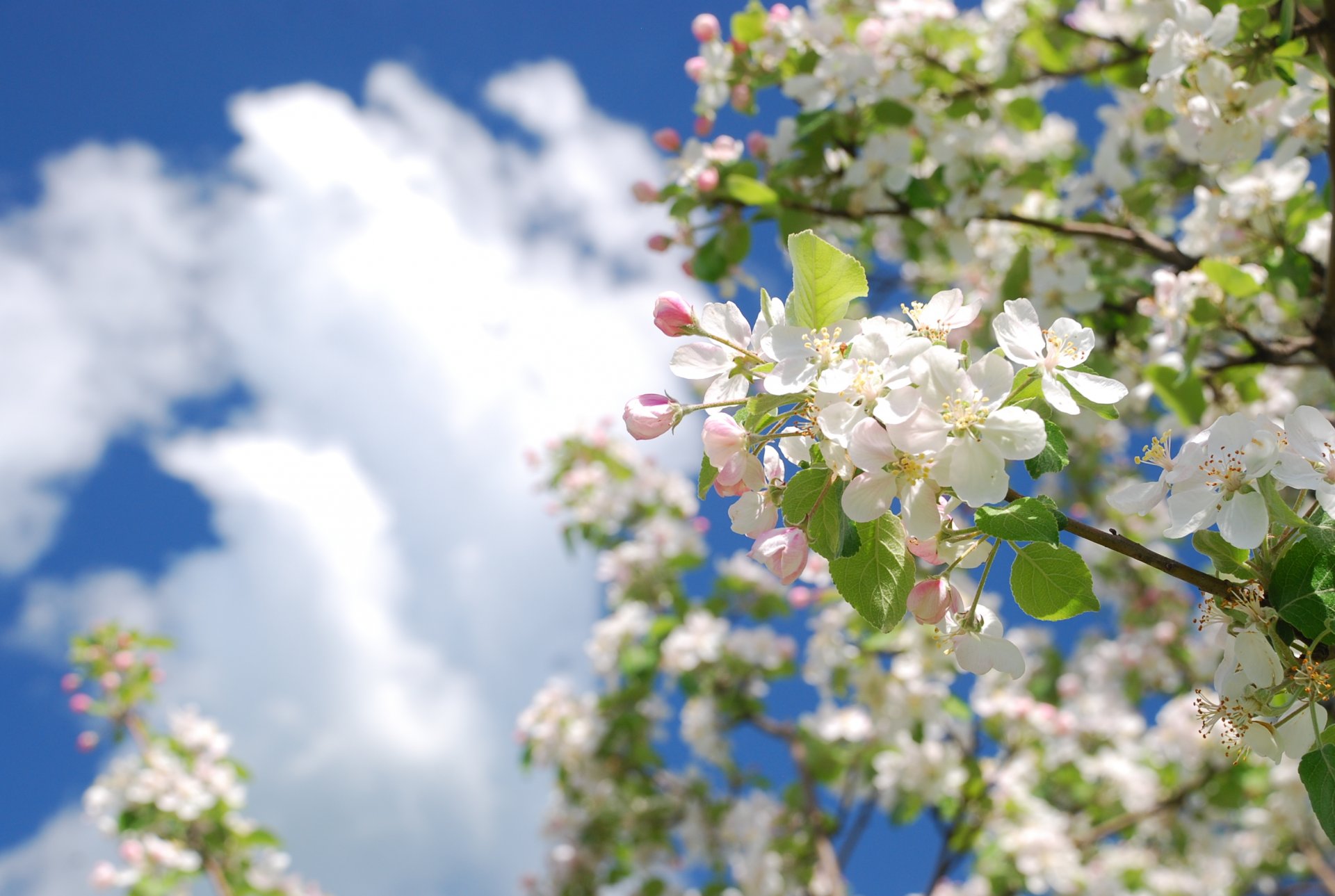 printemps arbre pommier branche couleur ciel nuages