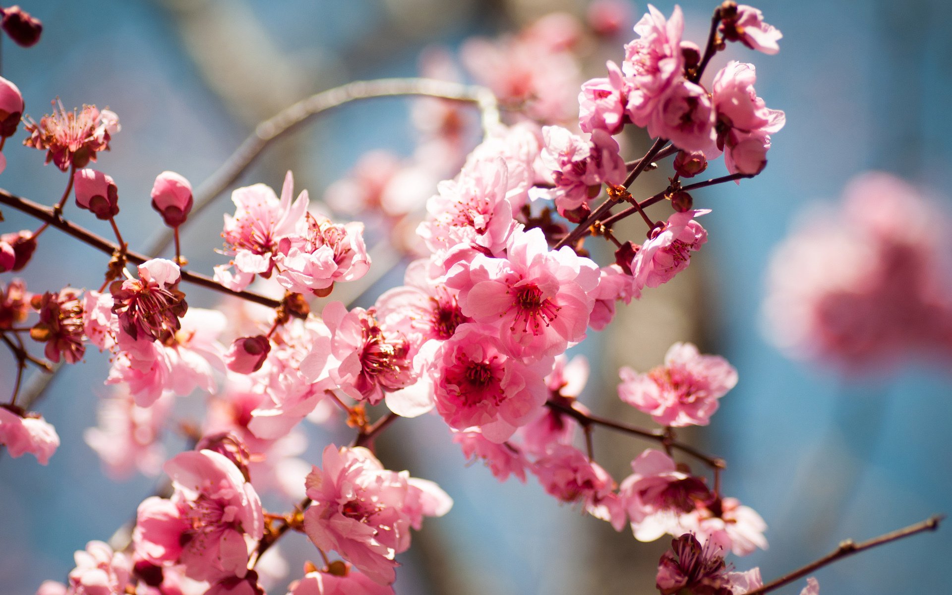 baum blüte blumen frühling frucht