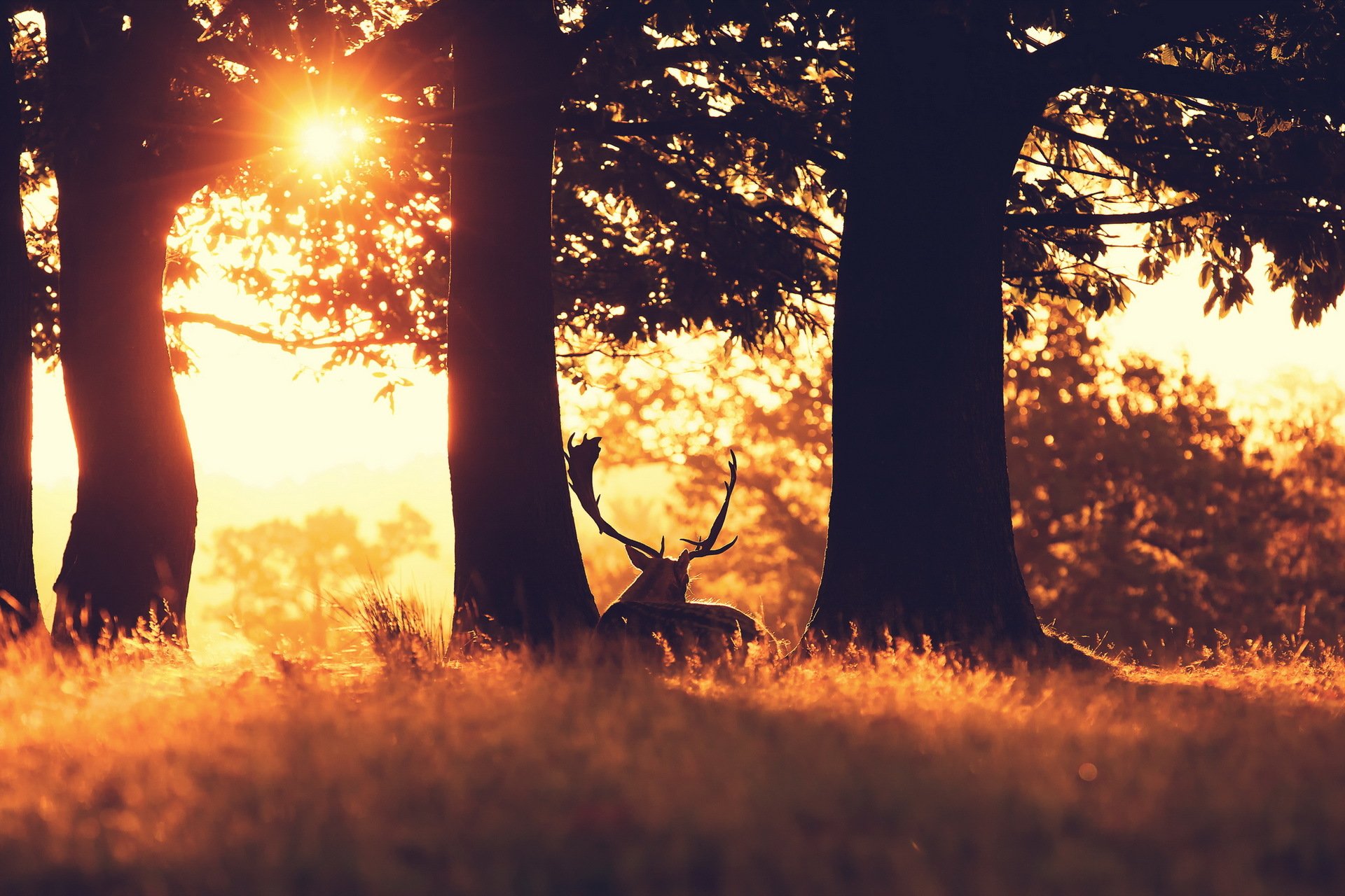 coucher de soleil forêt cerf nature