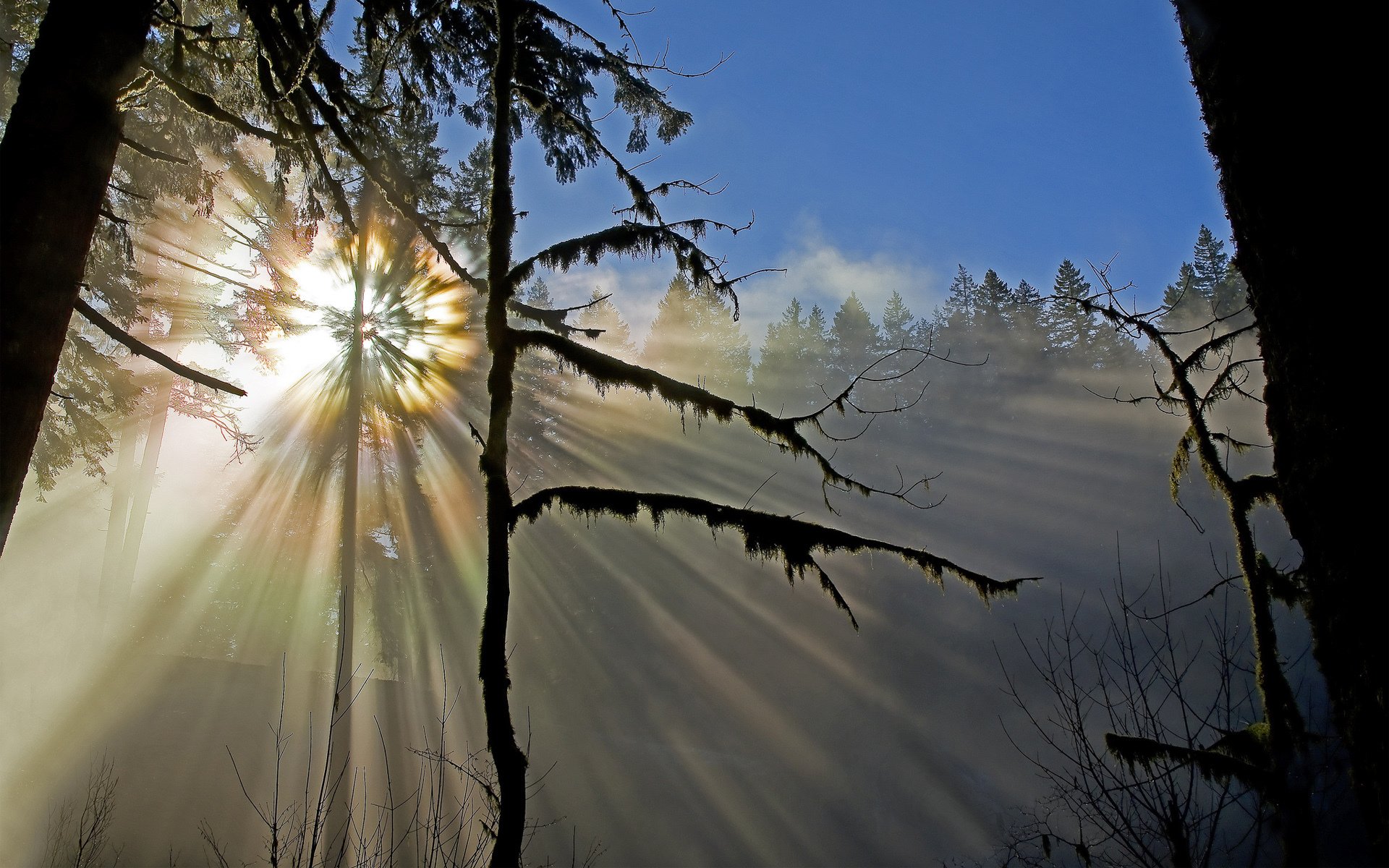 nature forêt soleil rayons du soleil arbres mousse