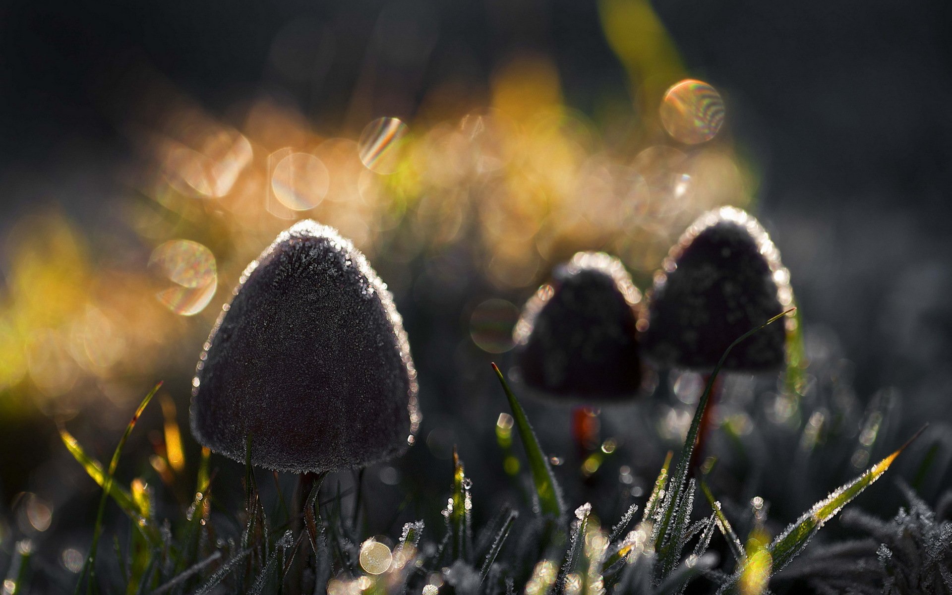 funghi natura luce