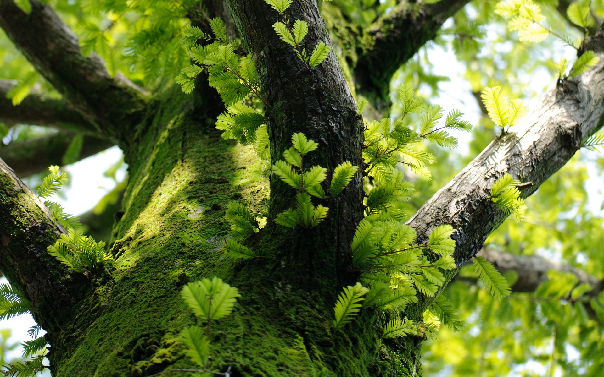 arbre branches feuilles mousse tronc