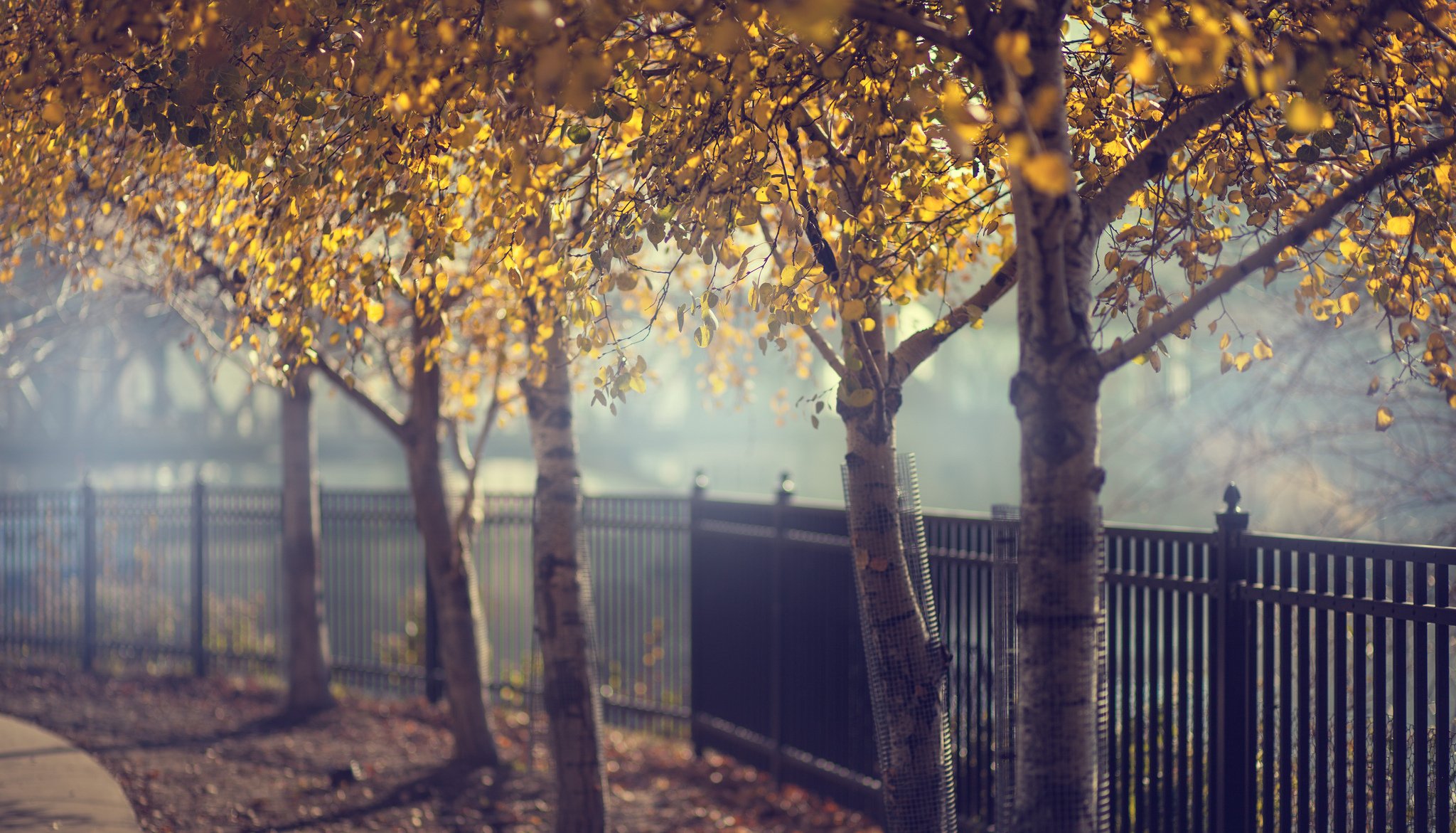 autunno alberi recinzione