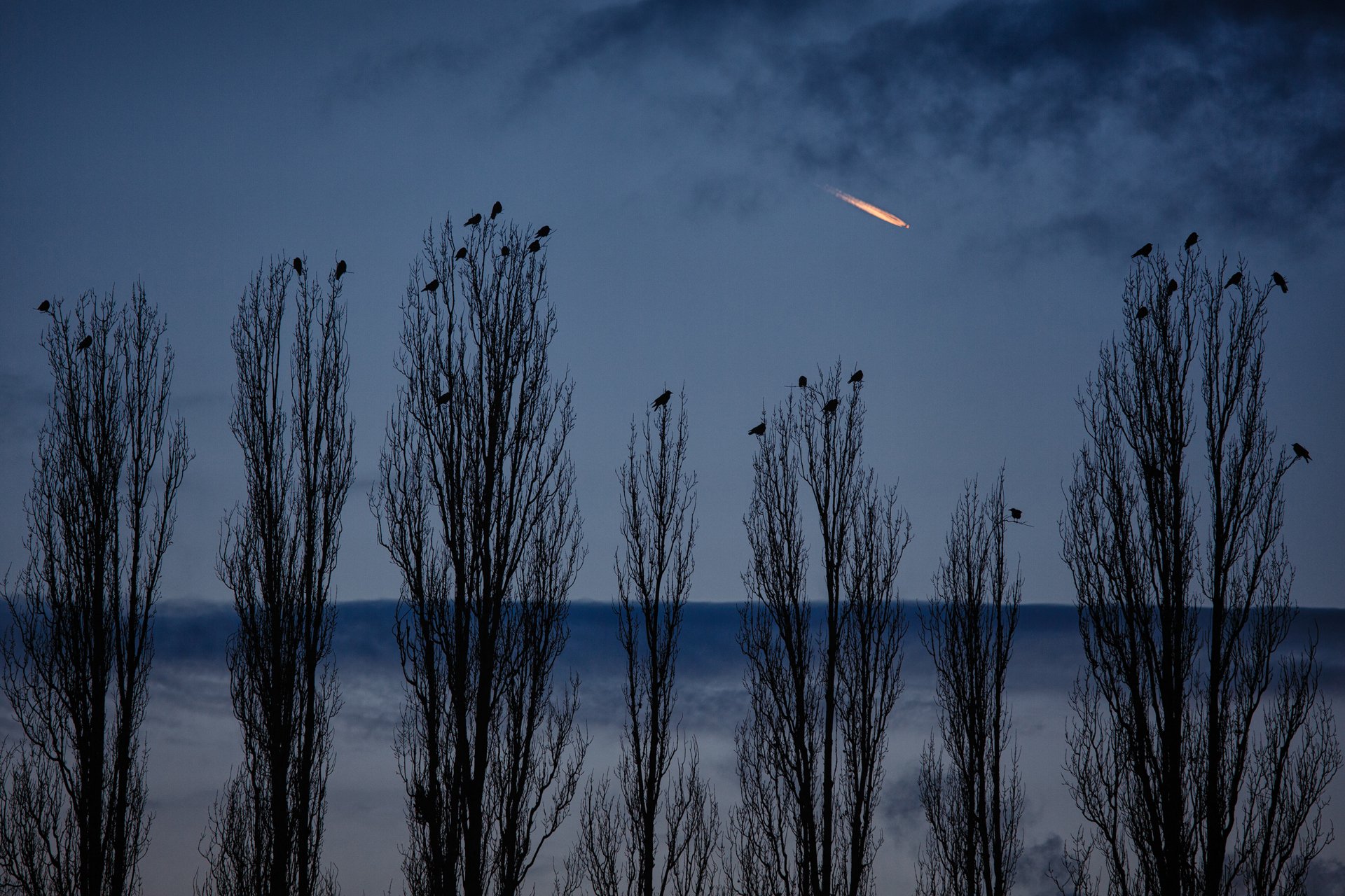 naturaleza cuervos álamos noche cielo avión berlín alemania cornelli2010 fotografía