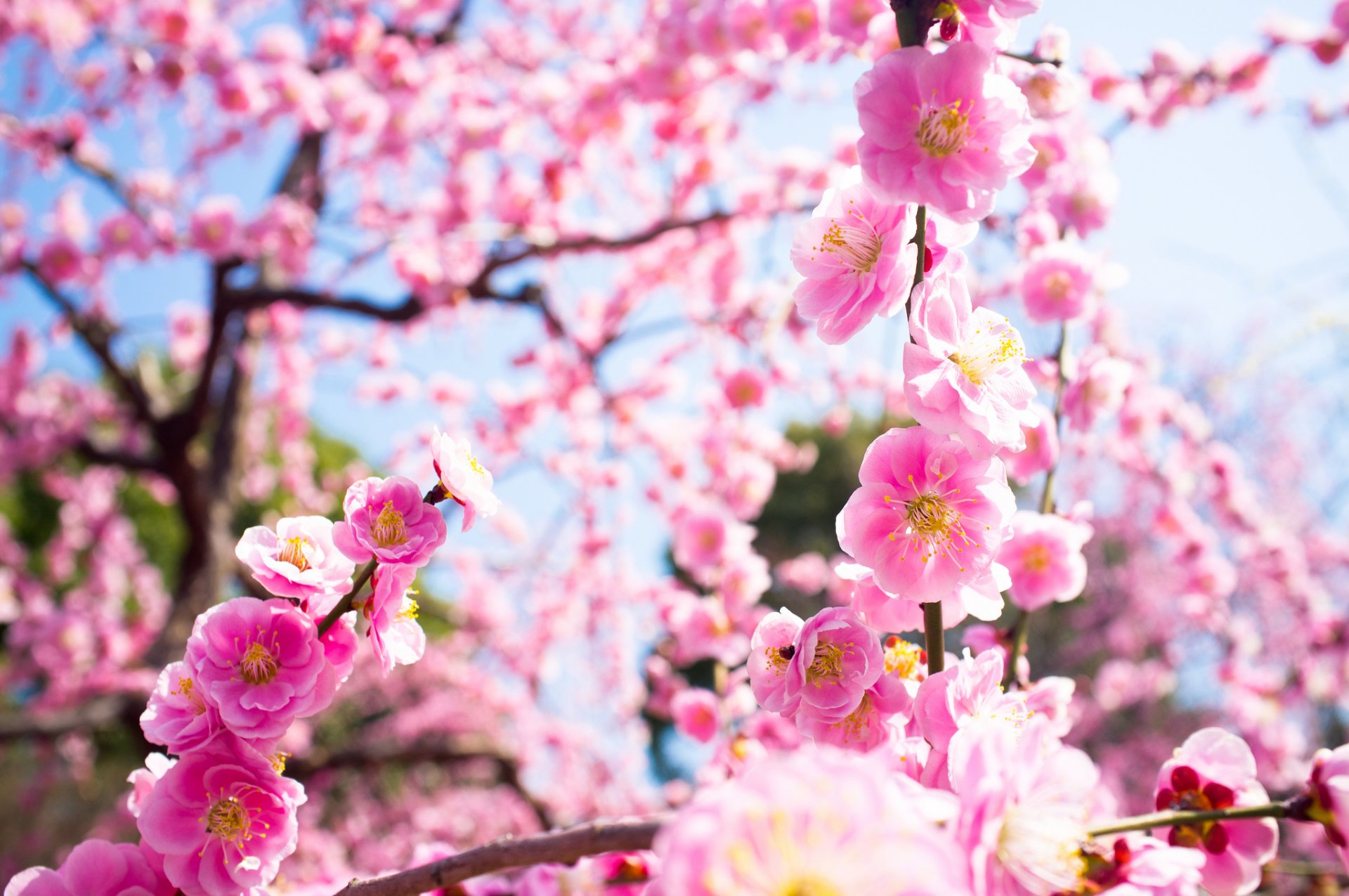 blumen rosa blüte baum pflaume zweige natur frühling licht makro