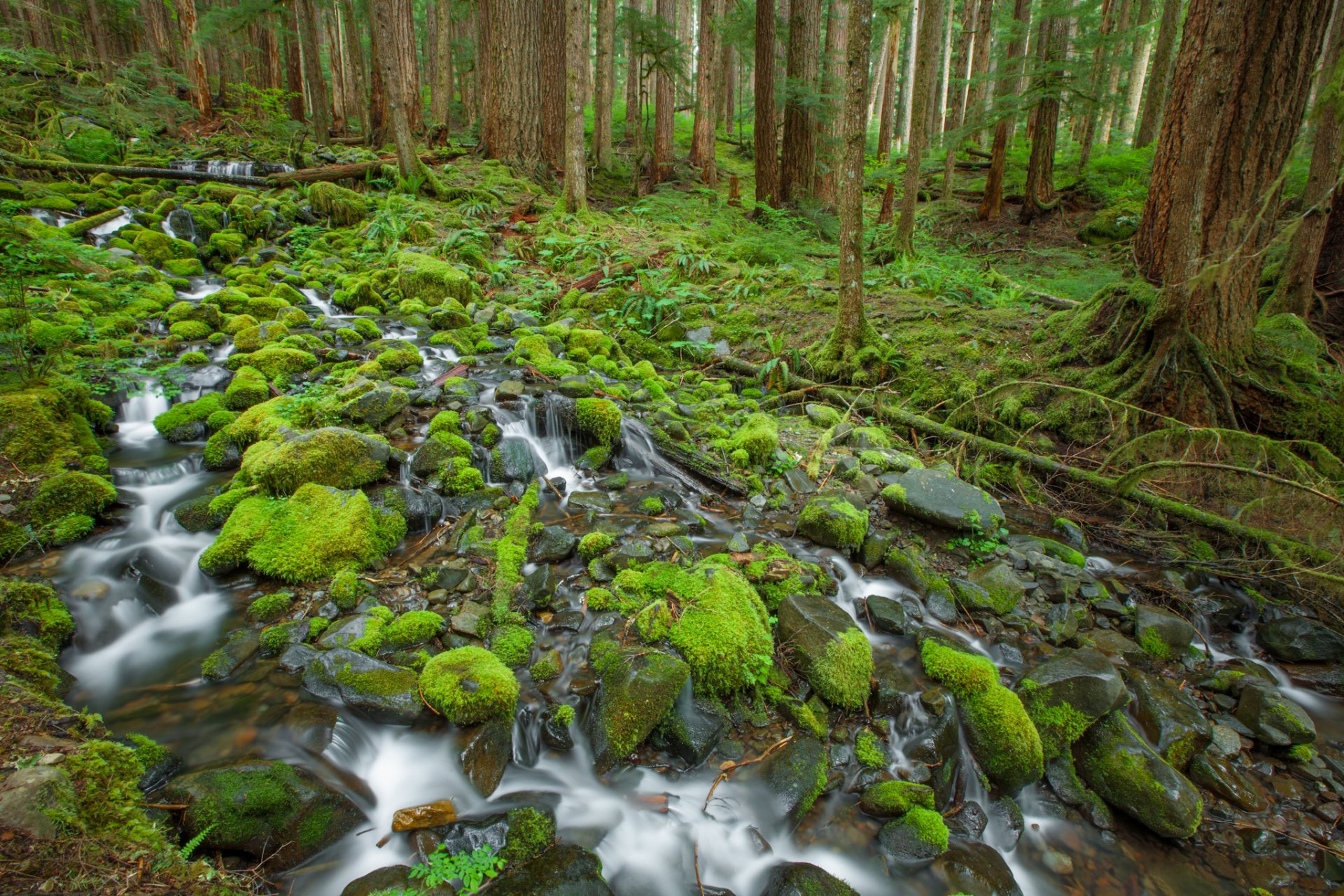 parque nacional olímpico arroyo rocas musgo árboles bosque