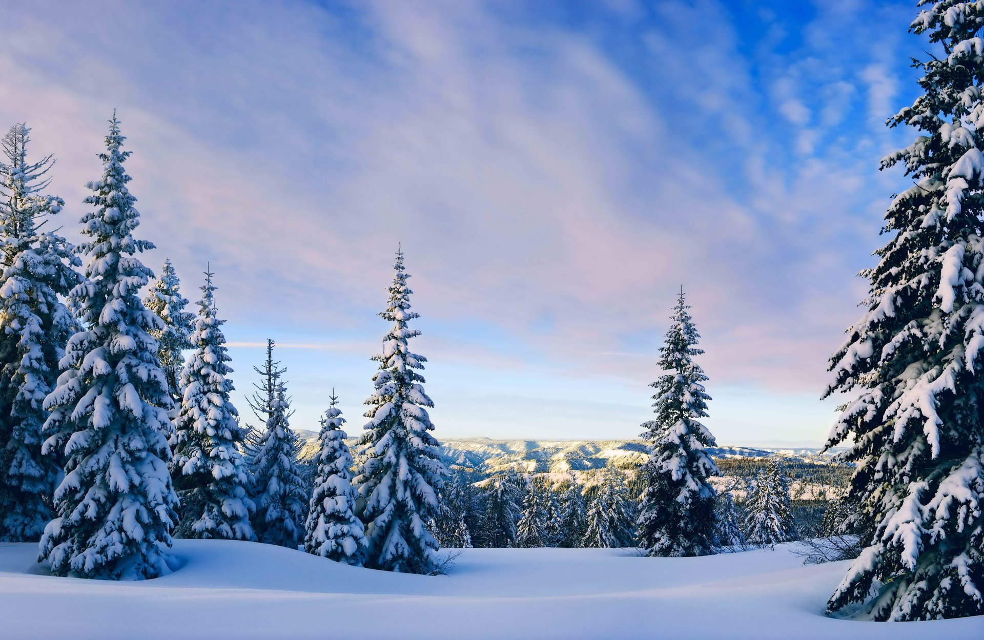 hiver sapins ciel nuages soirée